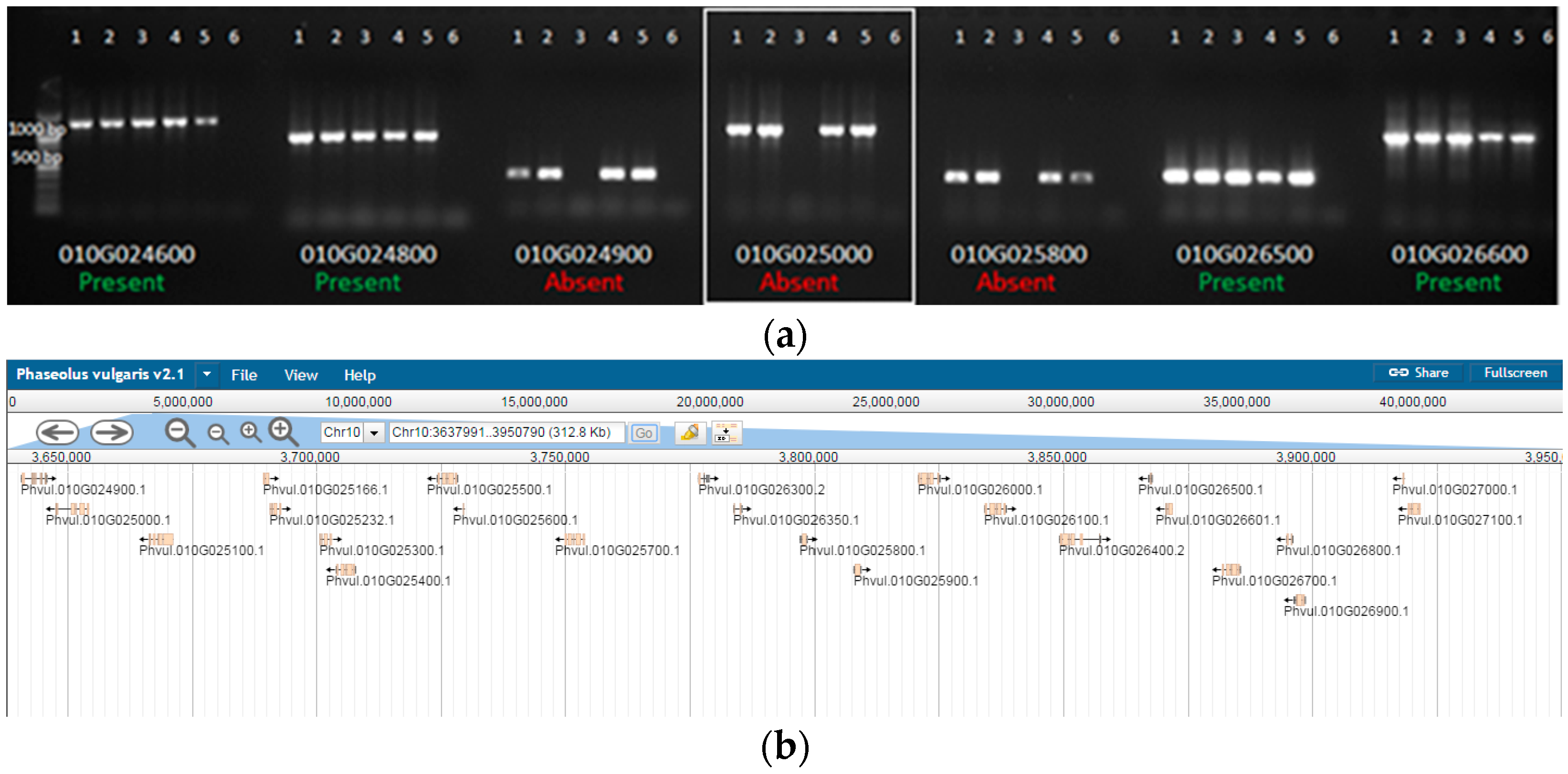 Ijms 18 01109 g003 550