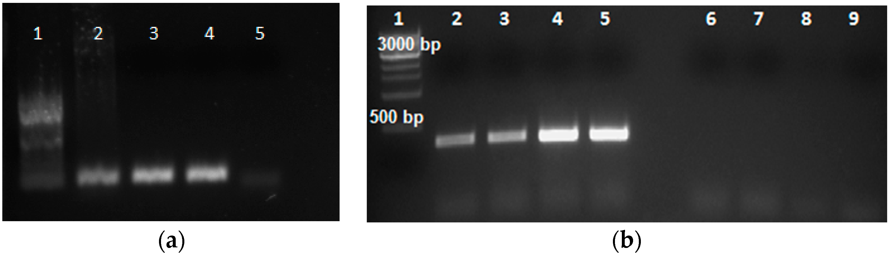 Ijms 18 01109 g004 550
