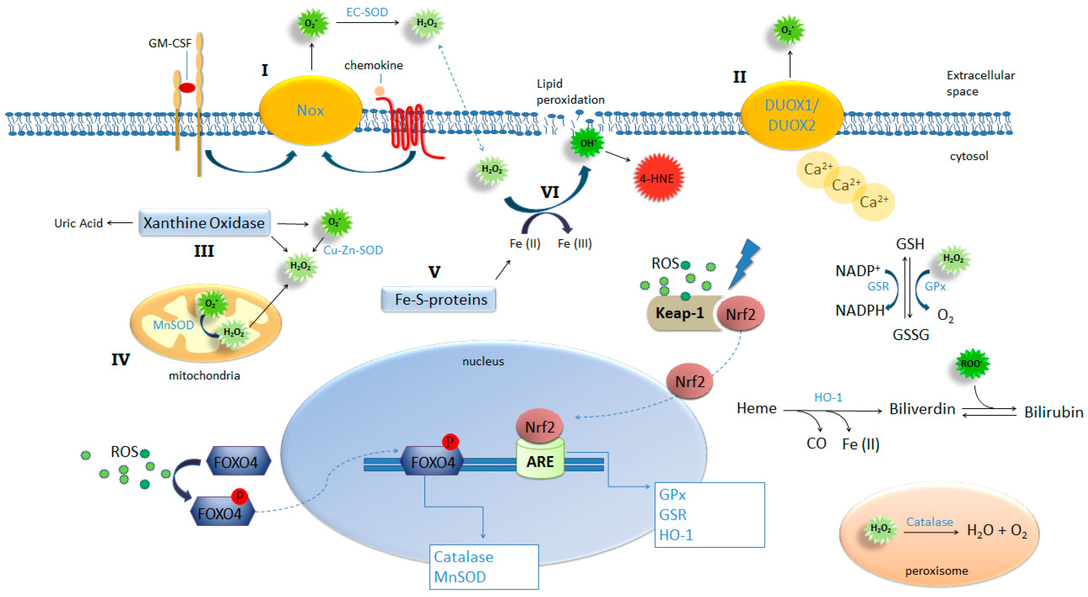 Ijms 18 01112 g001 550