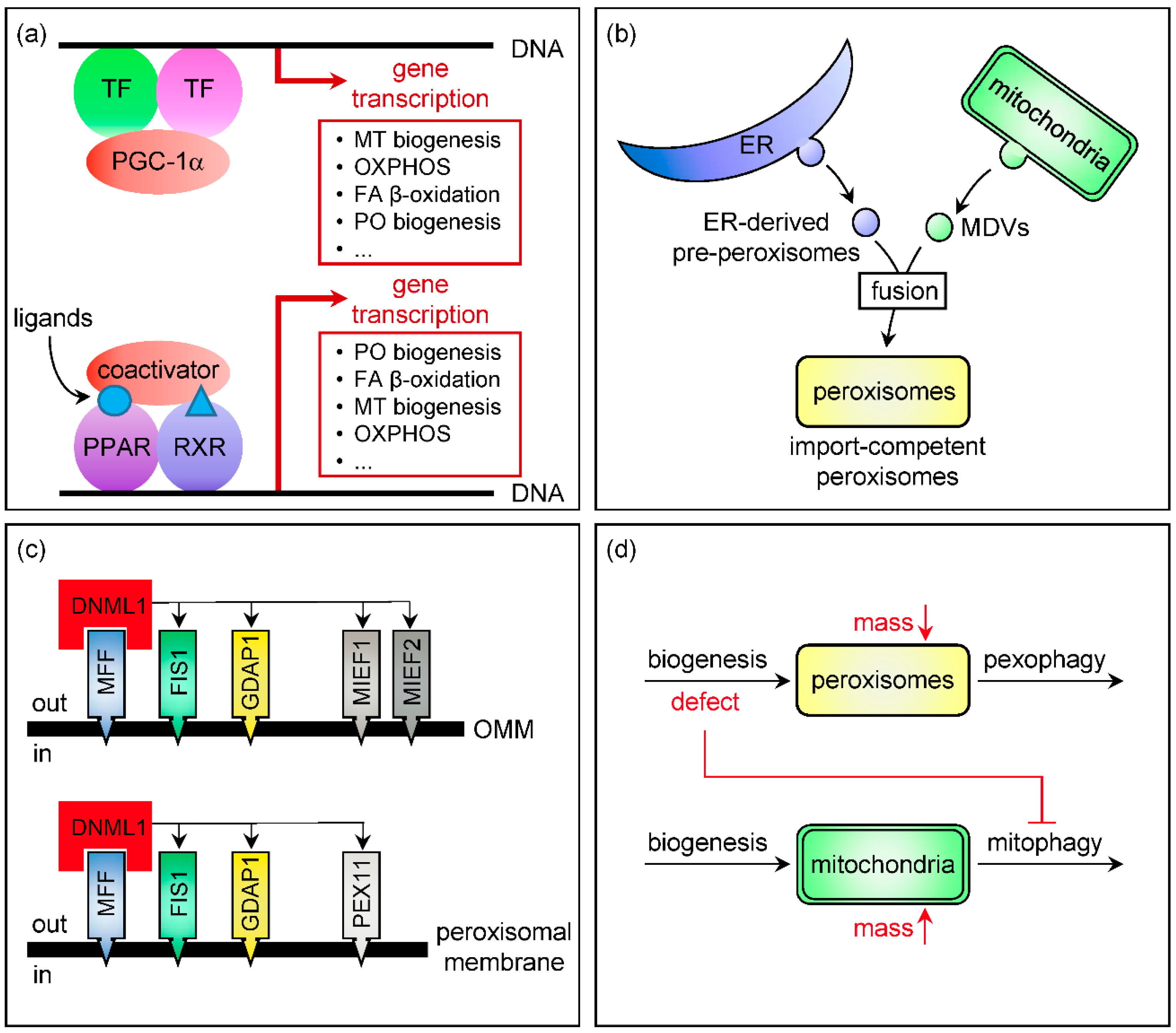 Ijms 18 01126 g001 550