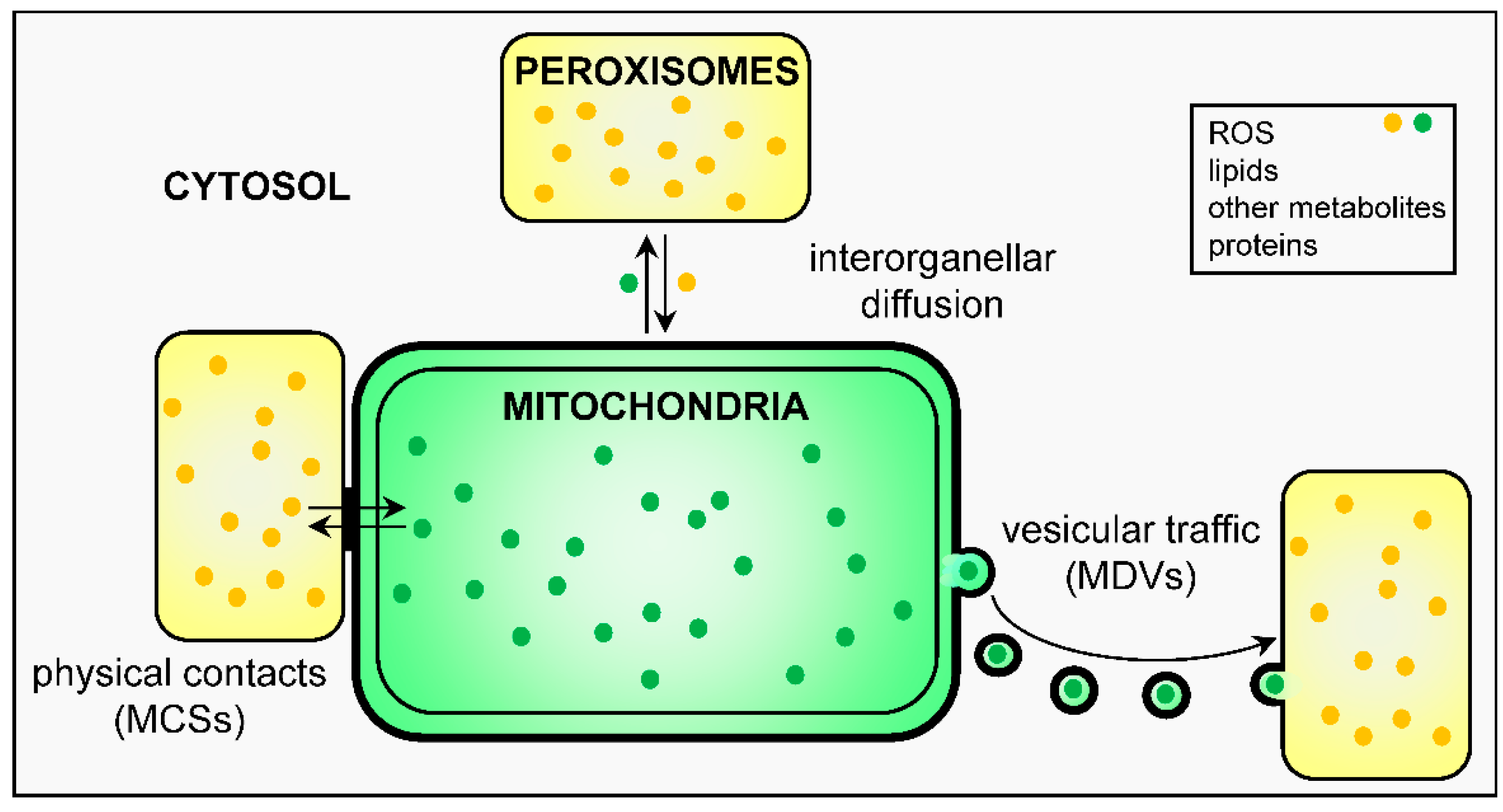 Ijms Free Full Text The Peroxisome Mitochondria Connection How And Why Html