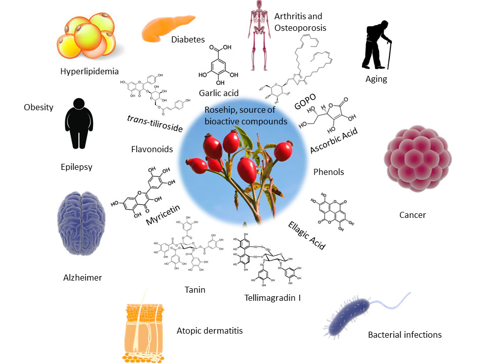 Ijms Free Full Text Therapeutic Applications Of Rose Hips From Different Rosa Species Html