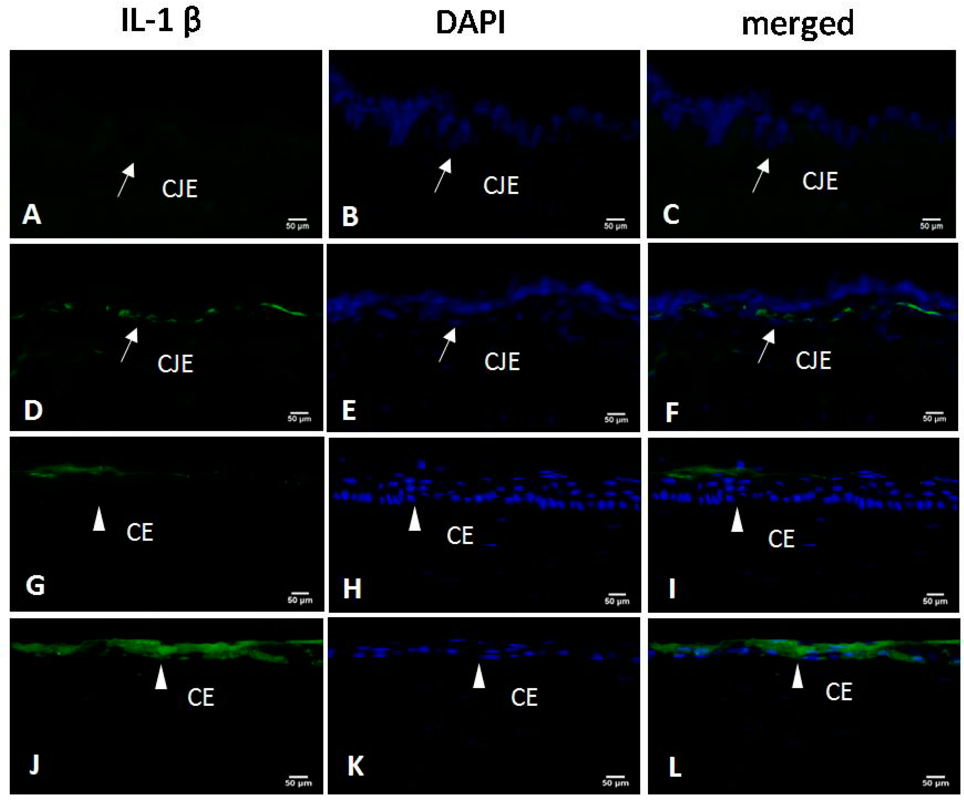Ijms 18 01150 g004 550