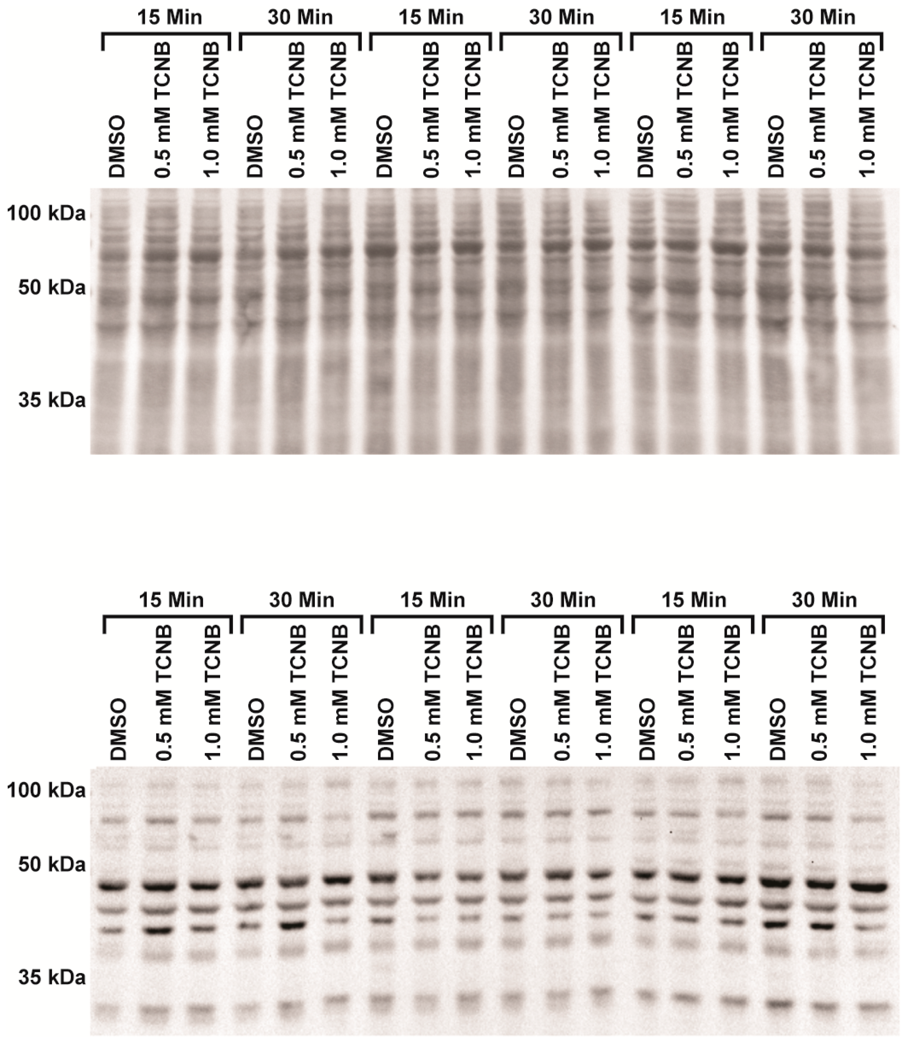Ijms 18 01165 g006 550