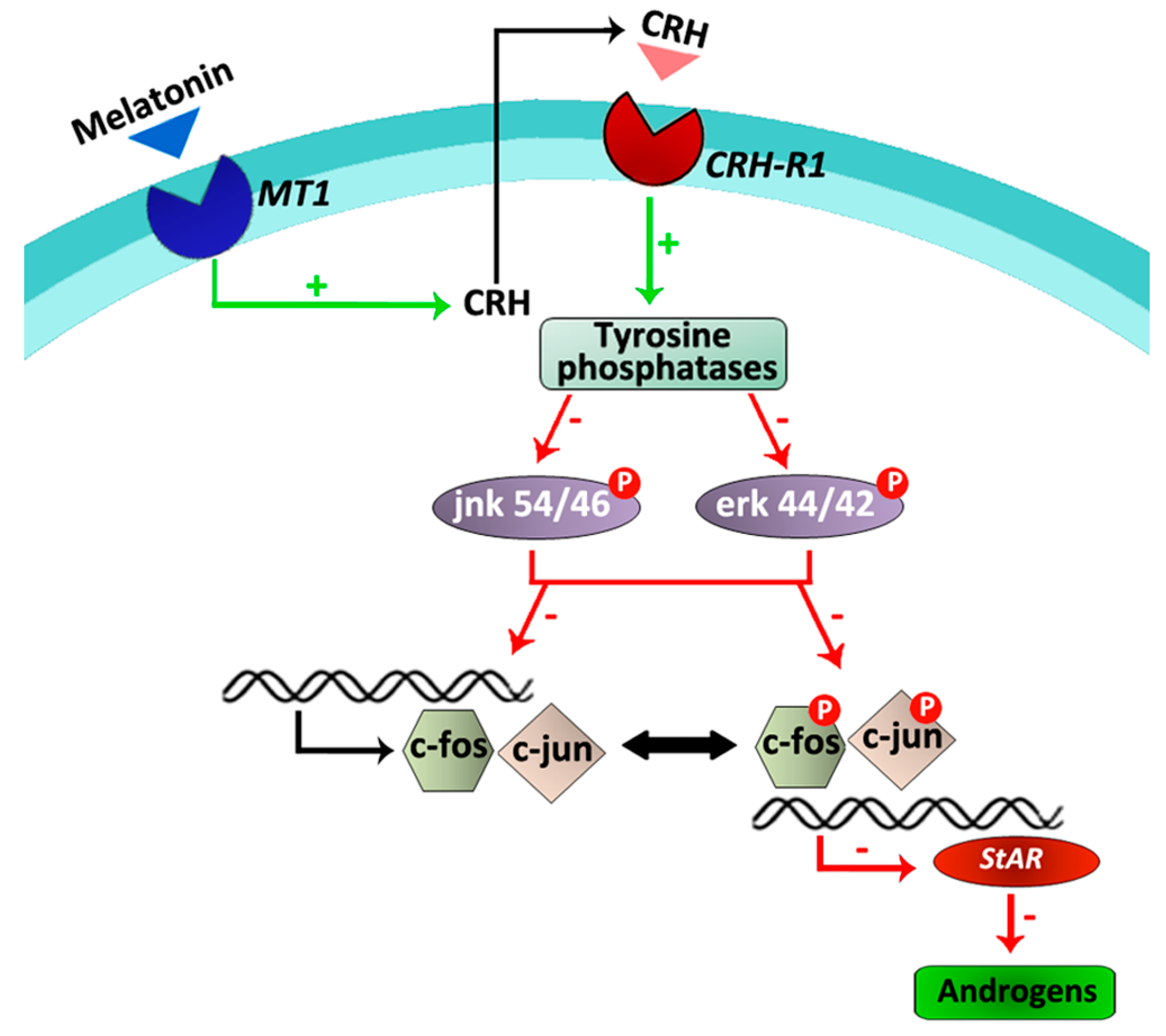 IJMS | Free Full-Text | Local Actions of Melatonin in Somatic Cells of