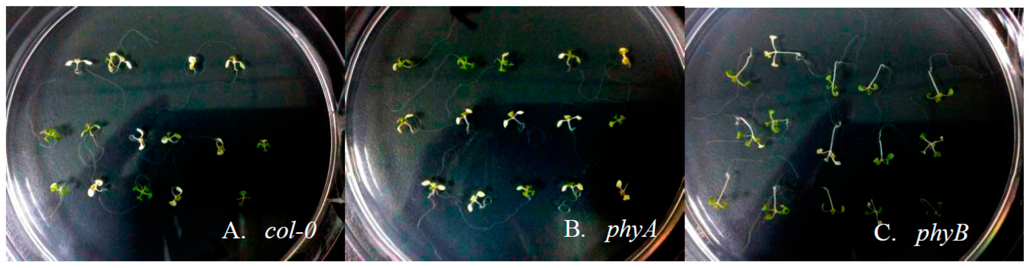 Ijms 18 01194 g004 550