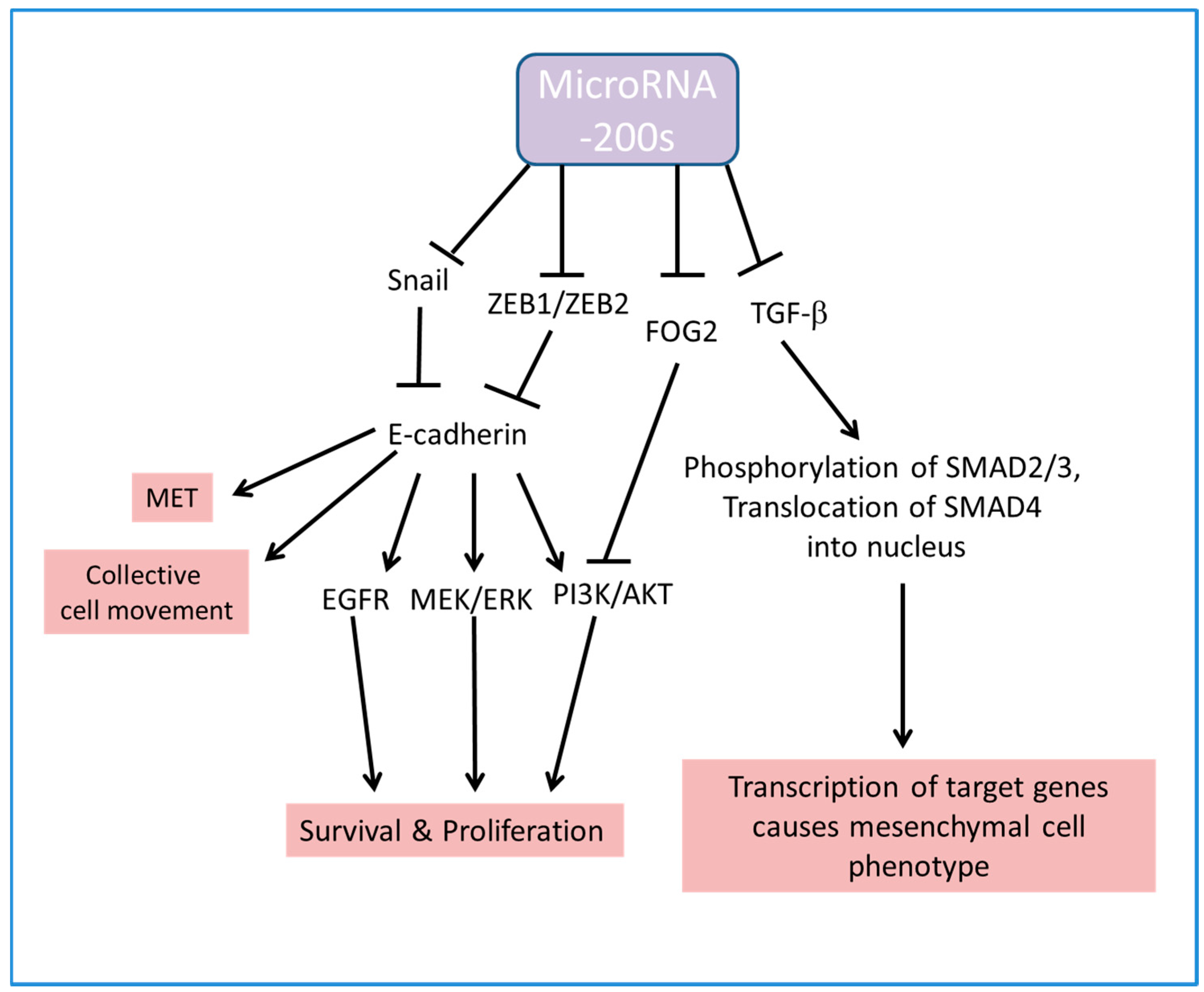 ijms free full text the functions of microrna 200 family in family functions