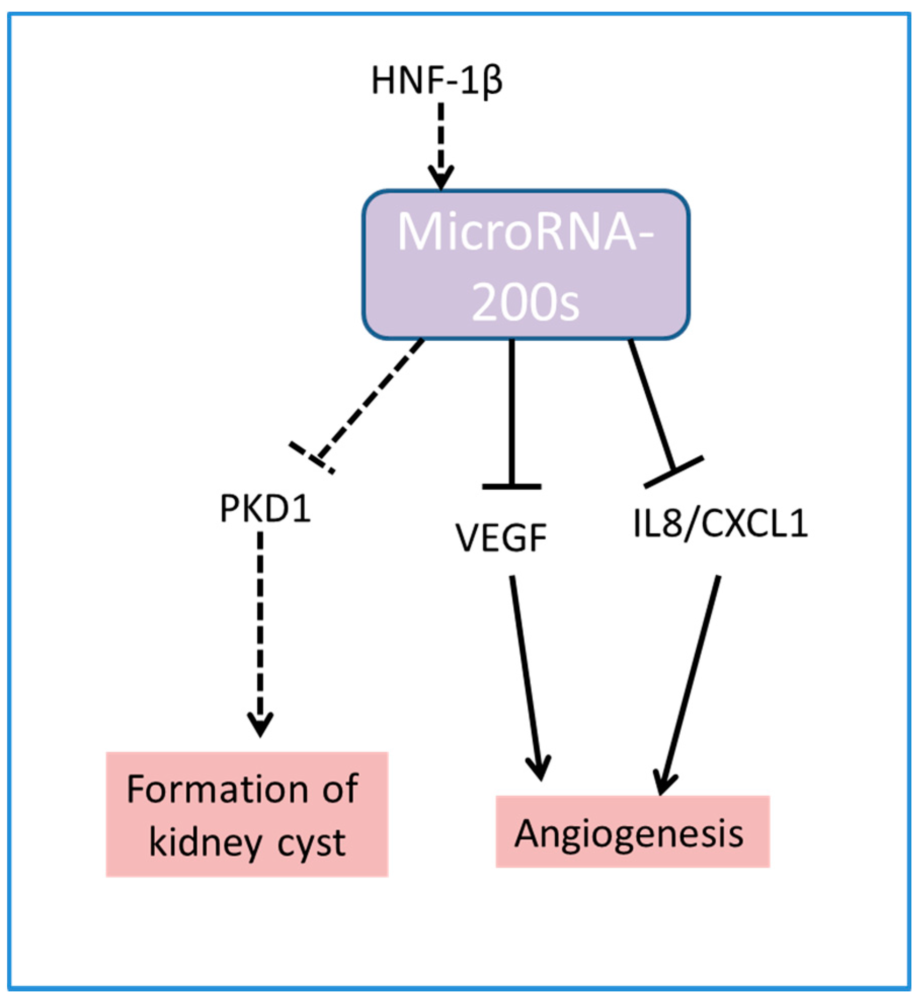 ijms free full text the functions of microrna 200 family in family functions