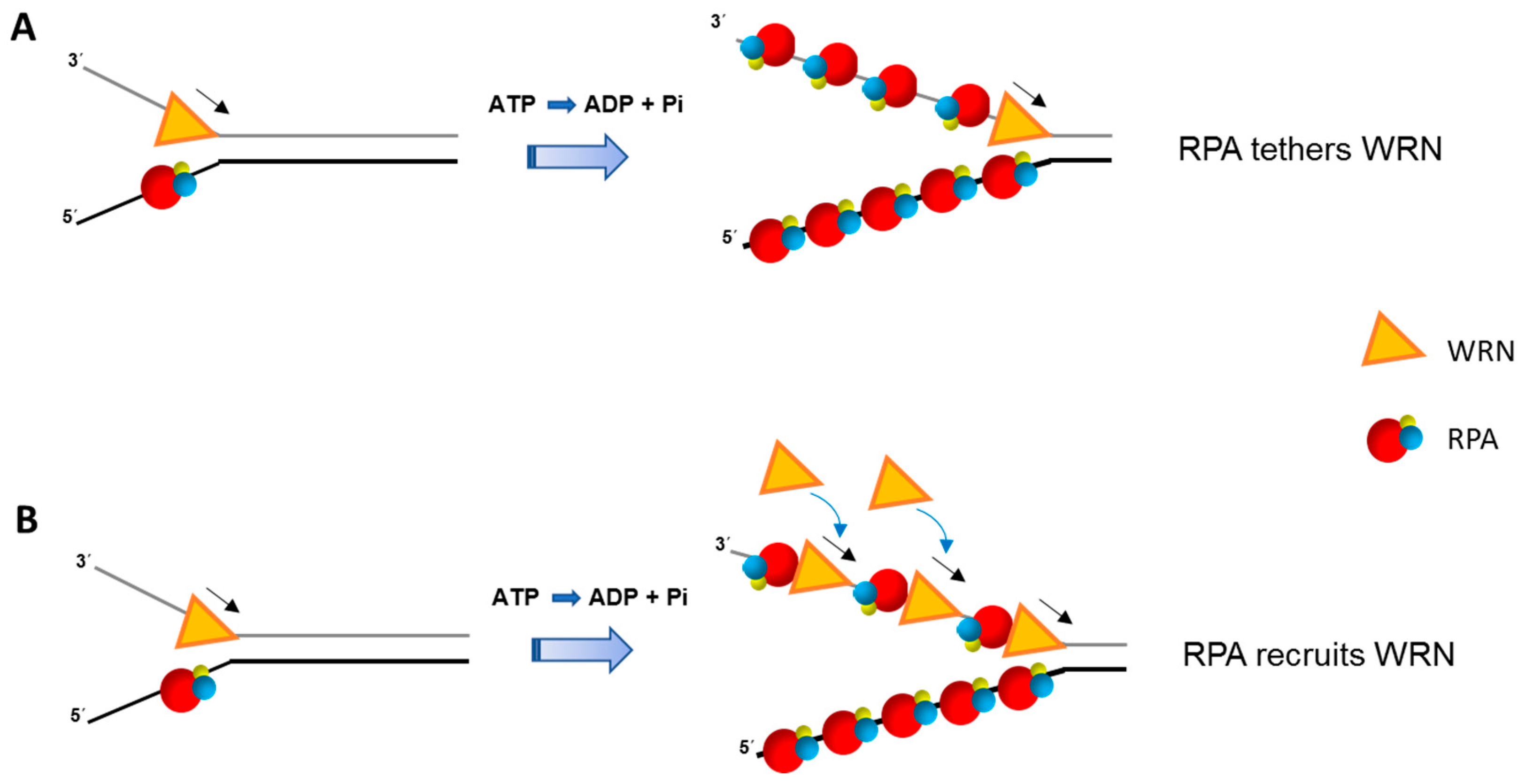 Single Stranded Binding Protein