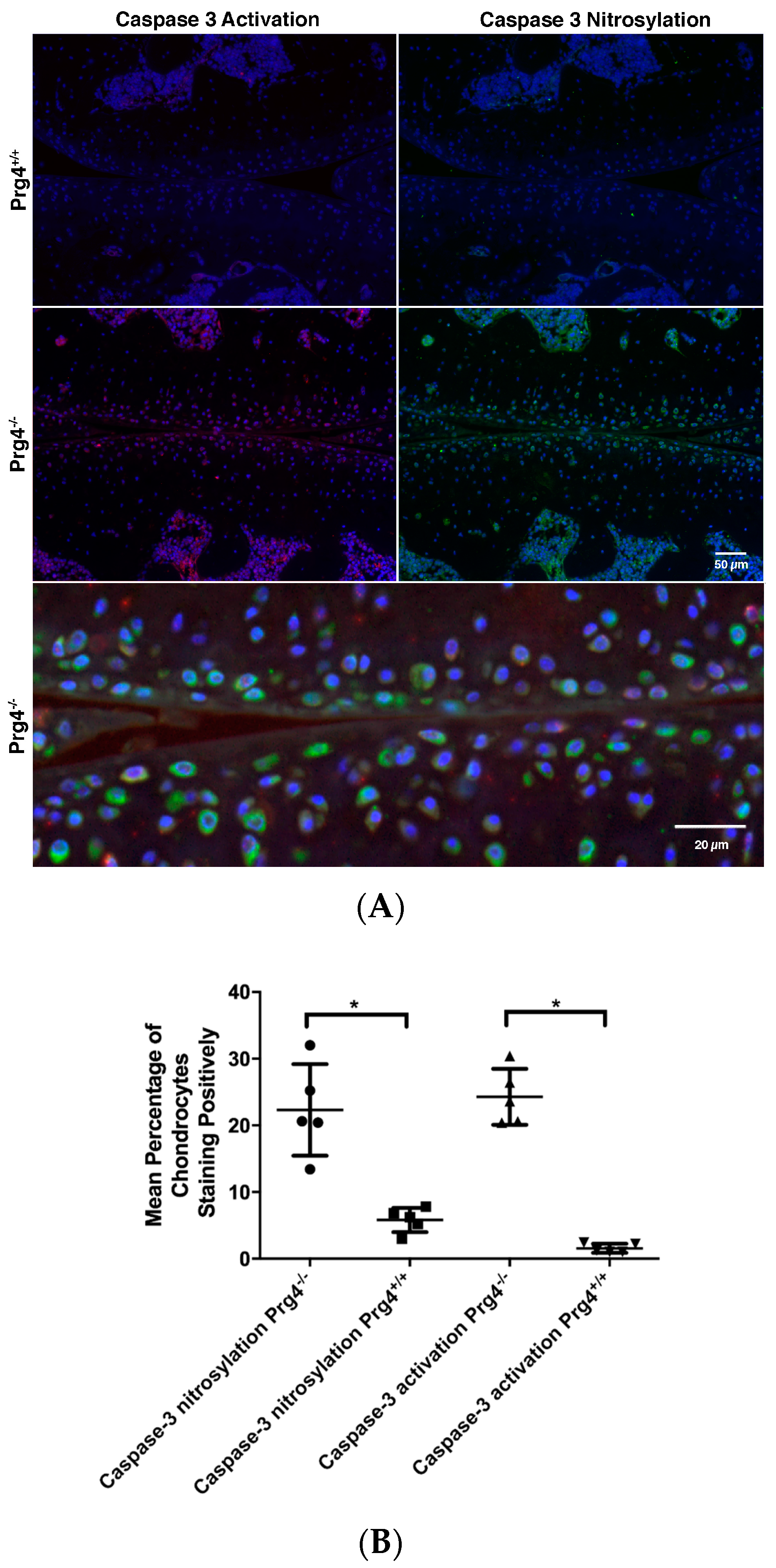 Ijms 18 01252 g005 550