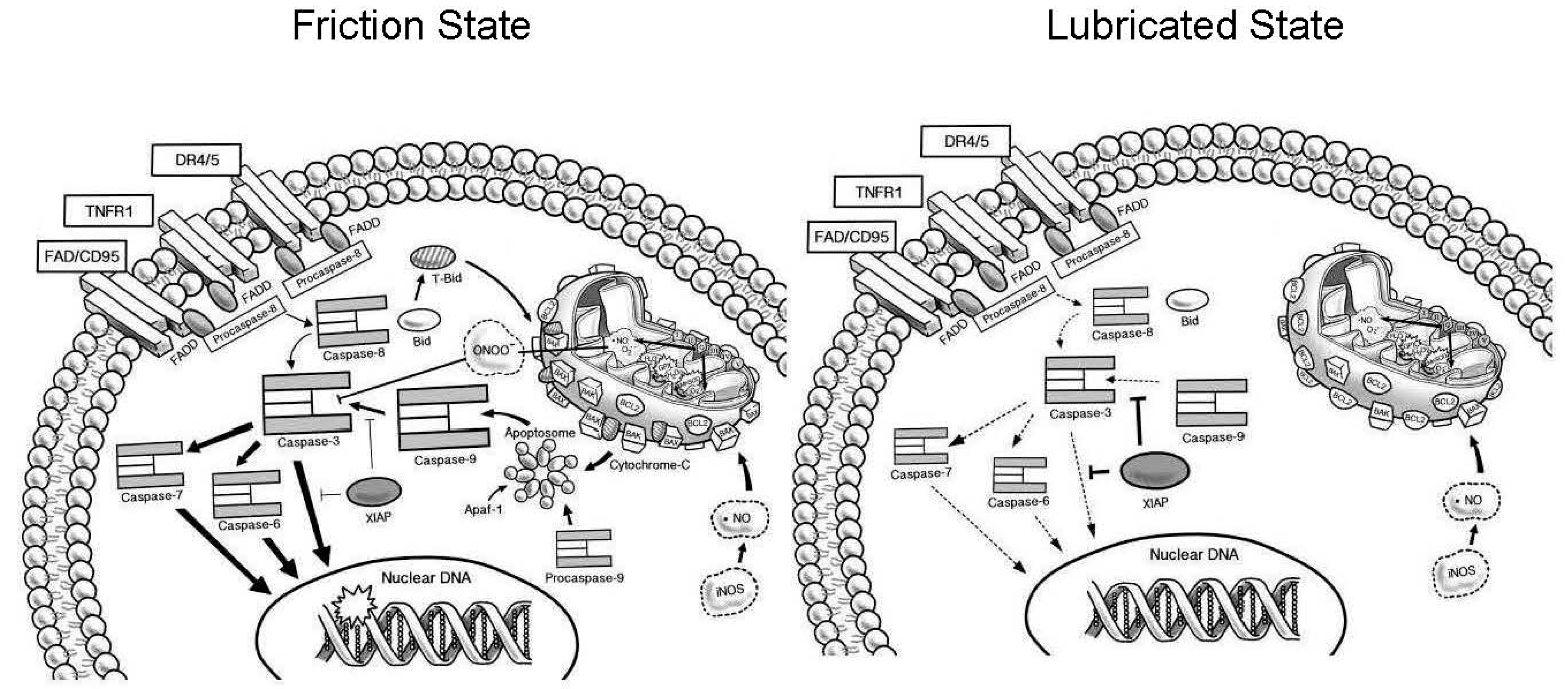 Ijms 18 01252 g006 550