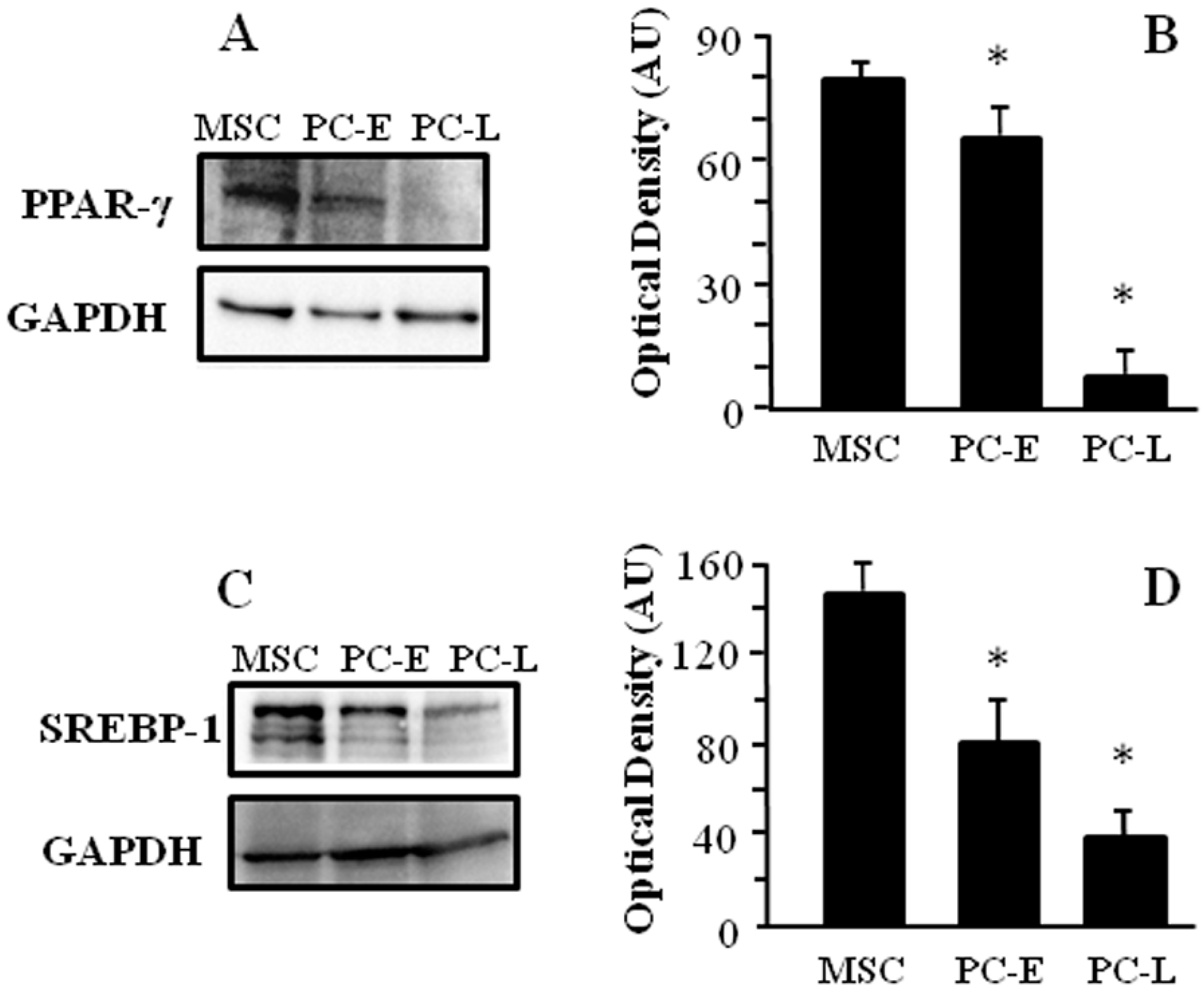 Ijms Free Full Text Lipid Storage And Autophagy In Melanoma Cancer Cells Html