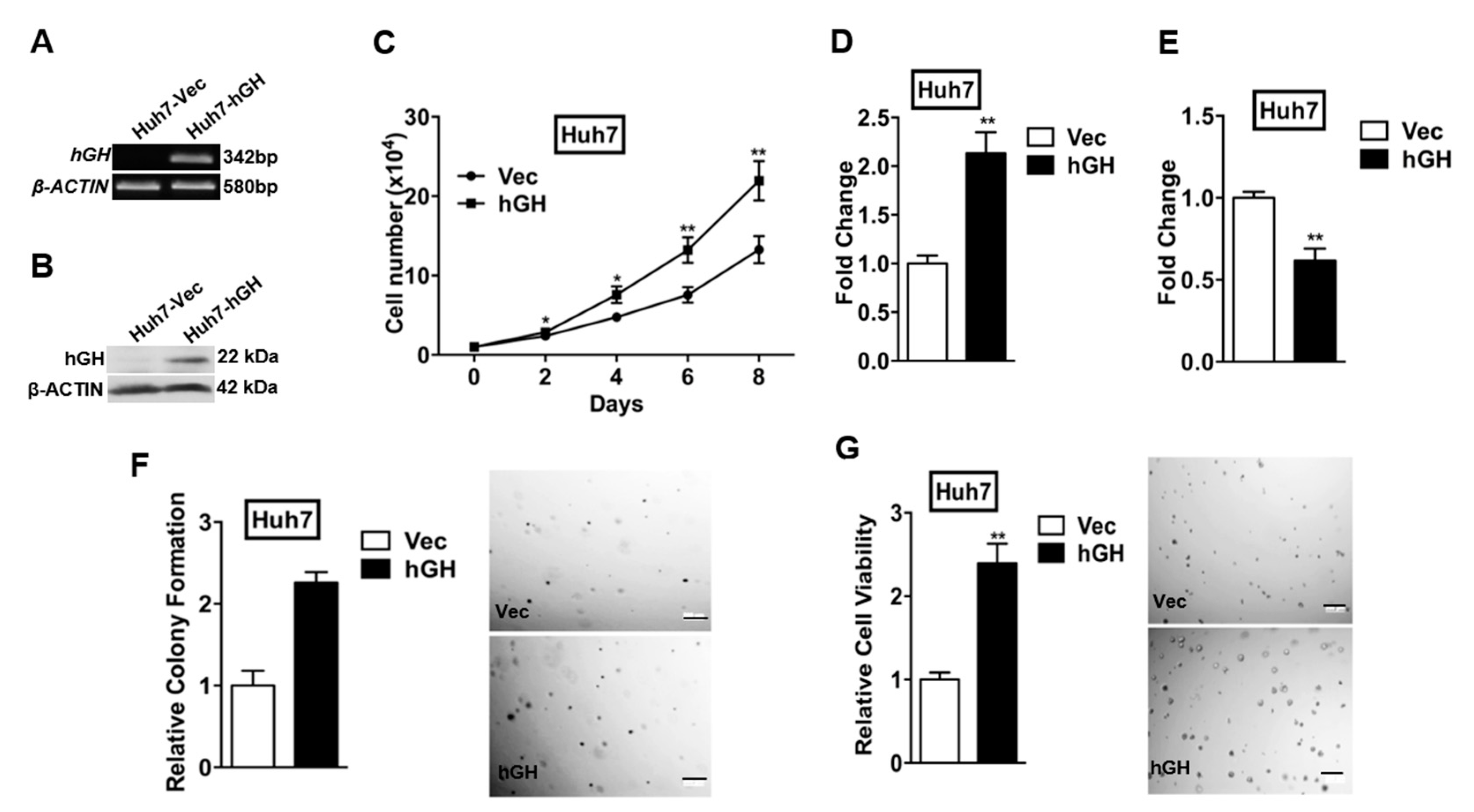 Ijms Free Full Text Autocrine Human Growth Hormone Promotes Invasive And Cancer Stem Cell Like Behavior Of Hepatocellular Carcinoma Cells By Stat3 Dependent Inhibition Of Claudin 1 Expression Html