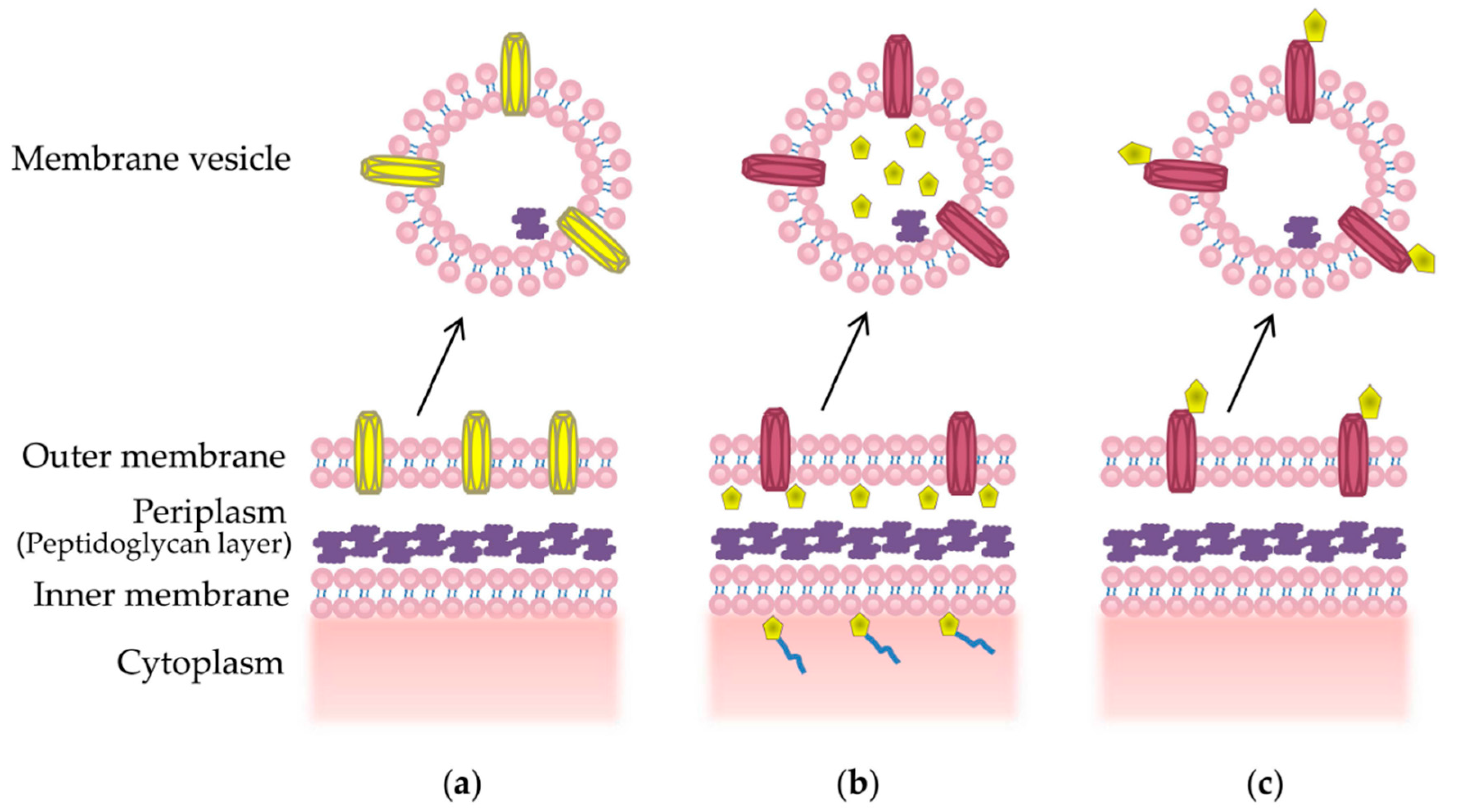 IJMS | Free Full-Text | The Therapeutic Benefit of Bacterial Membrane