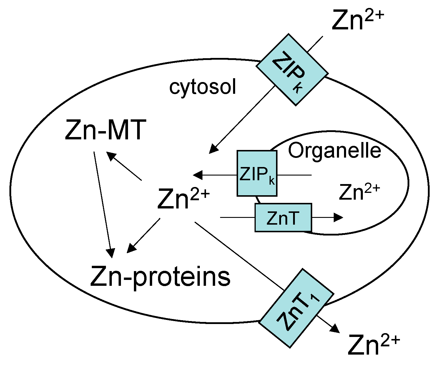 Поле zn. Металлотионеин формула. Zn2+.