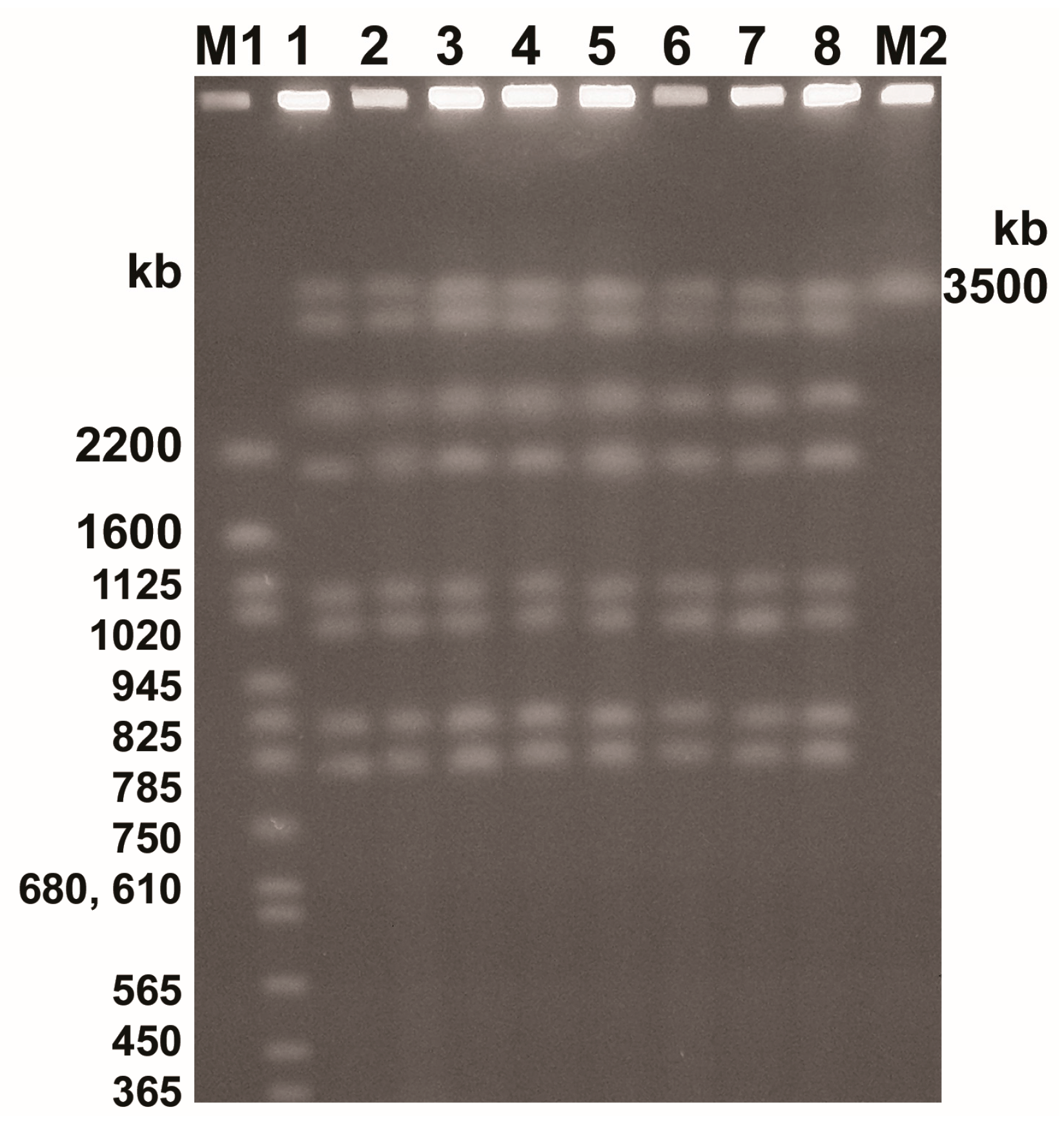 Ijms 18 01307 g001