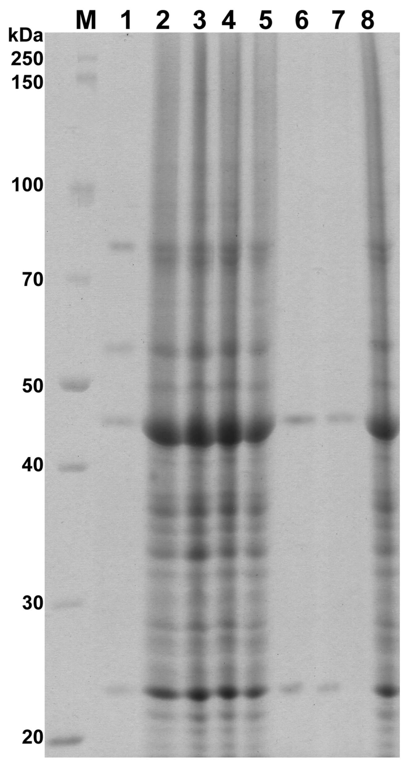 Ijms 18 01307 g003