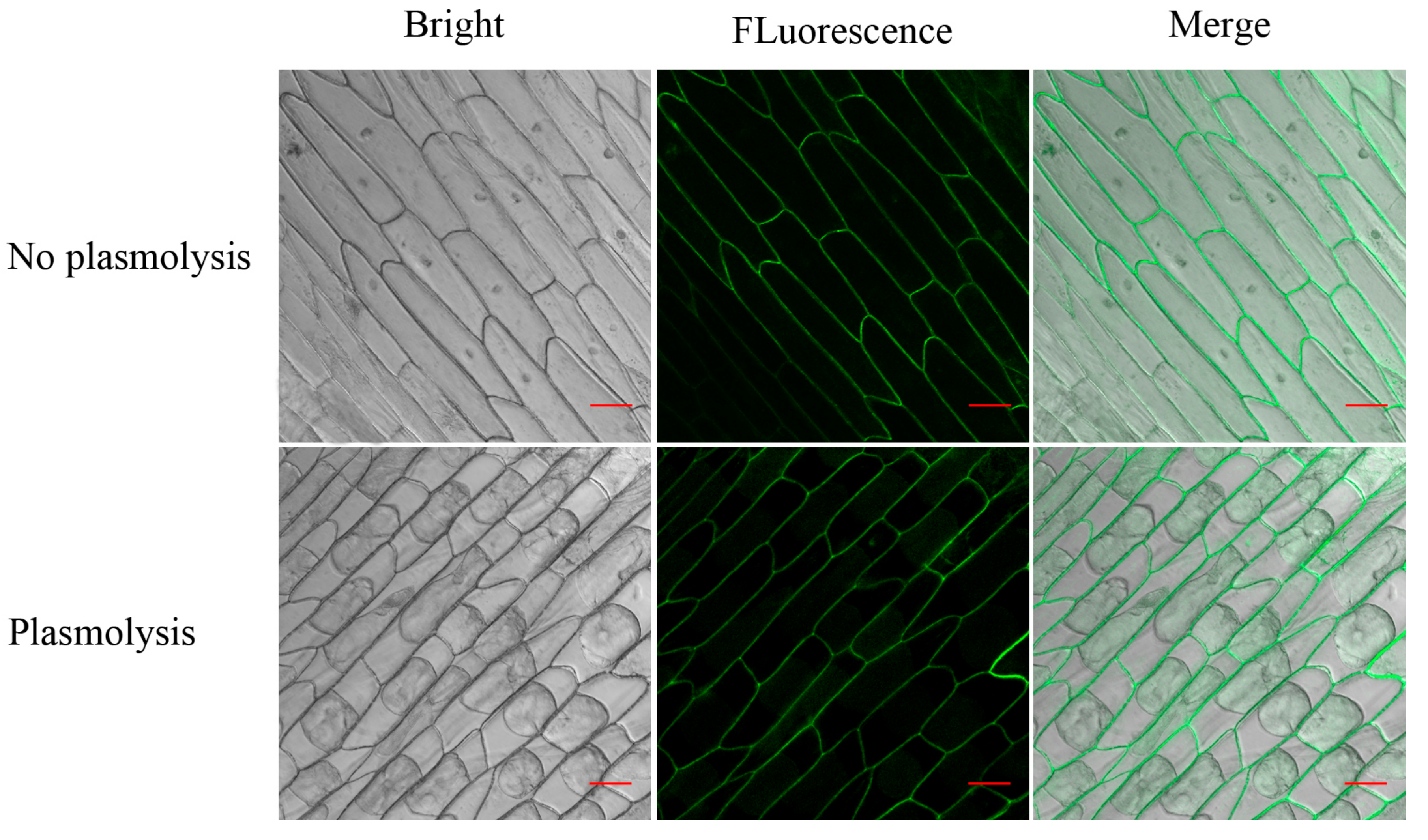 Ijms 18 01346 g003 550