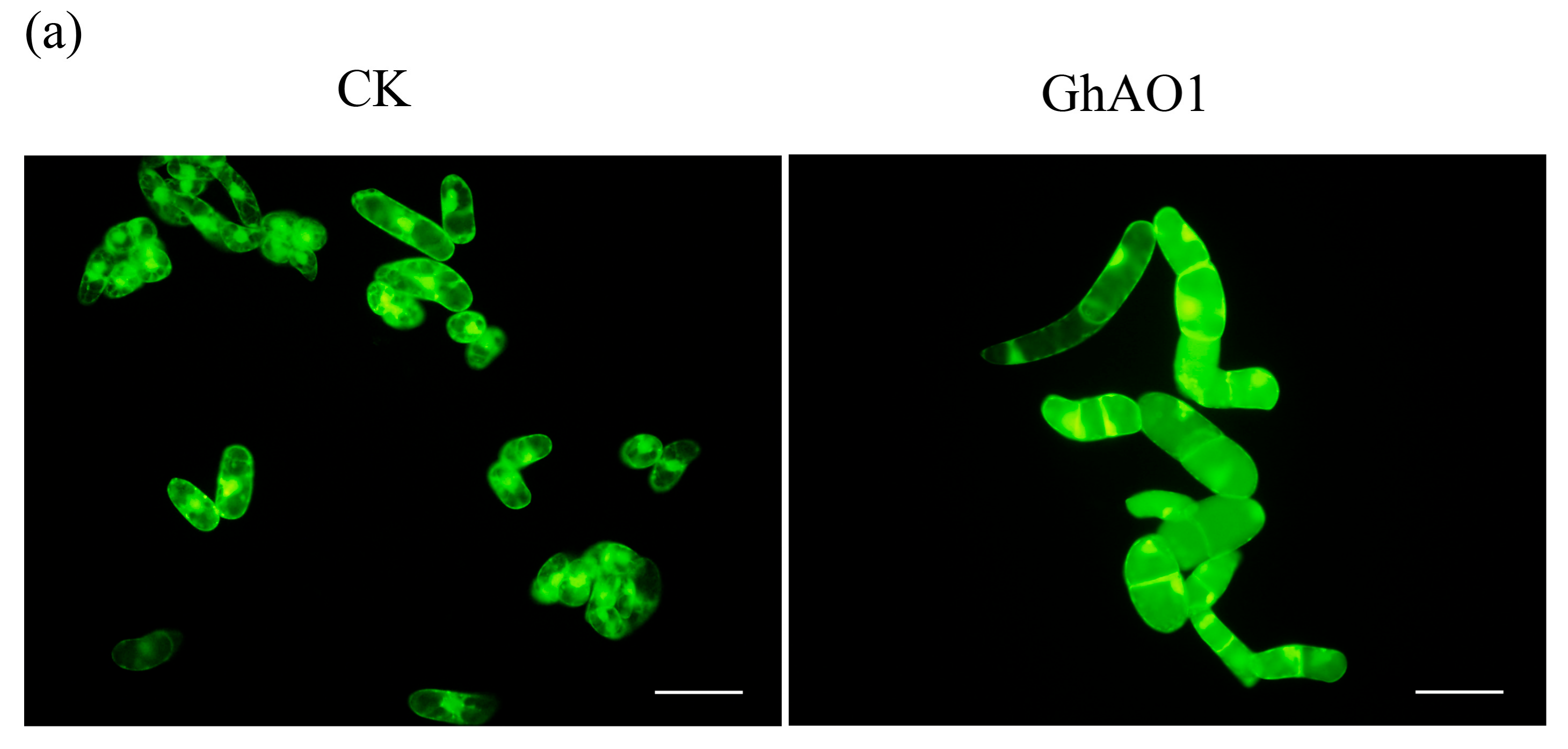 Ijms 18 01346 g004a 550