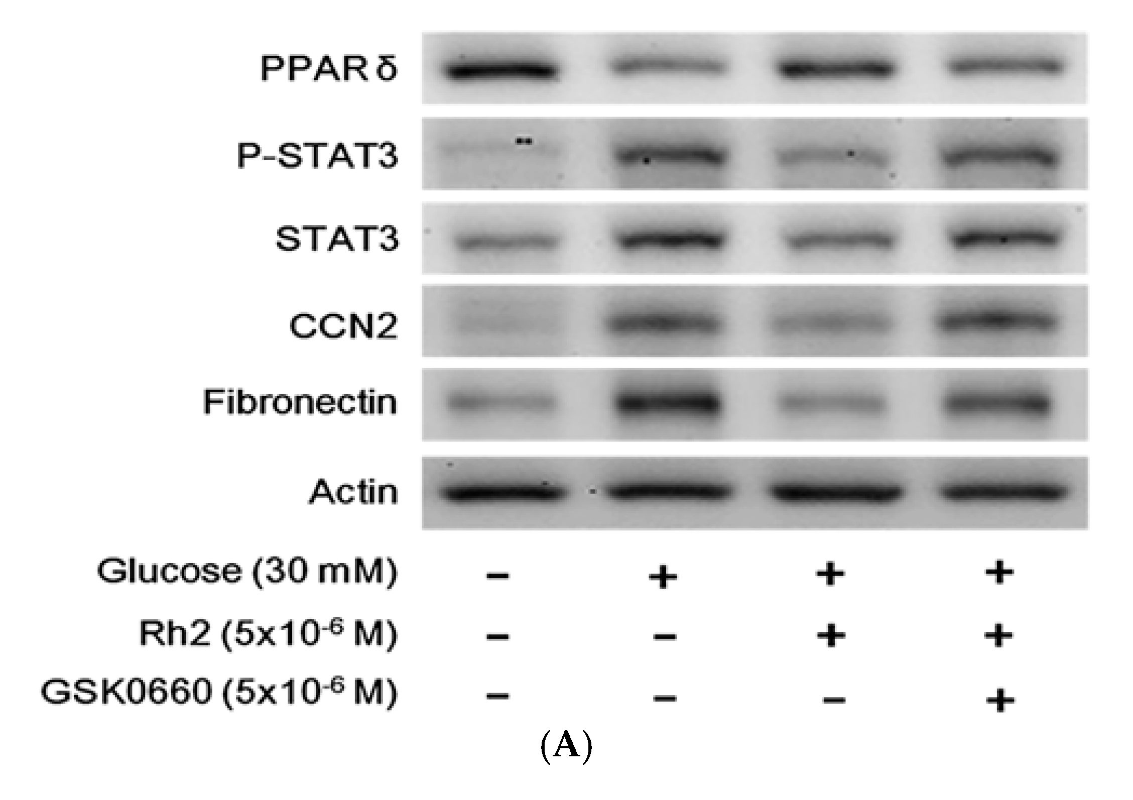 Ijms 18 01364 g004a 550