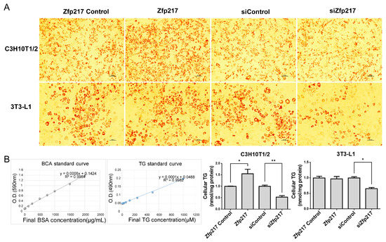 The Emerging Role of Zfp217 in Adipogenesis The Emerging Role of Zfp217 in Adipogenesis