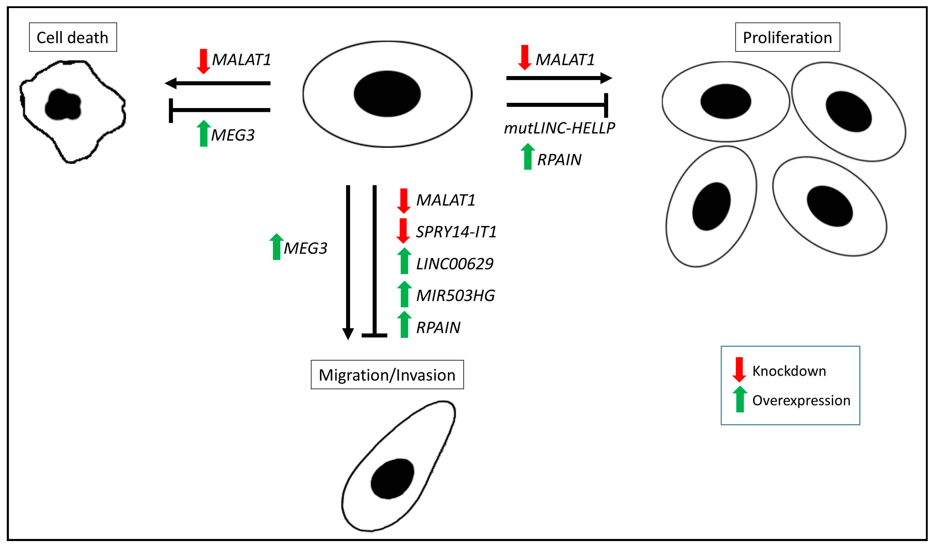 Ijms 18 01371 g002 550