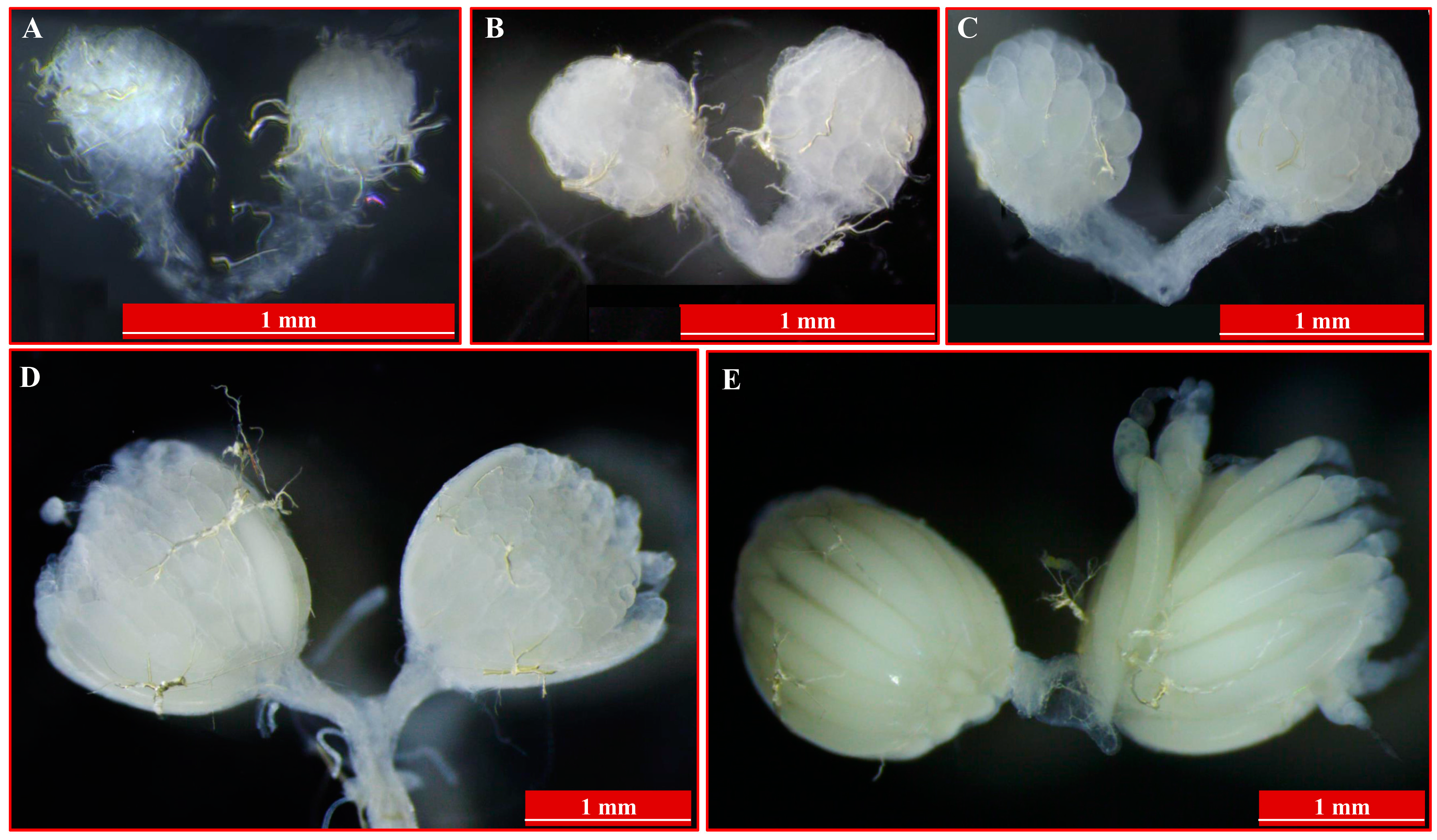 Ijms 18 01379 g001 550