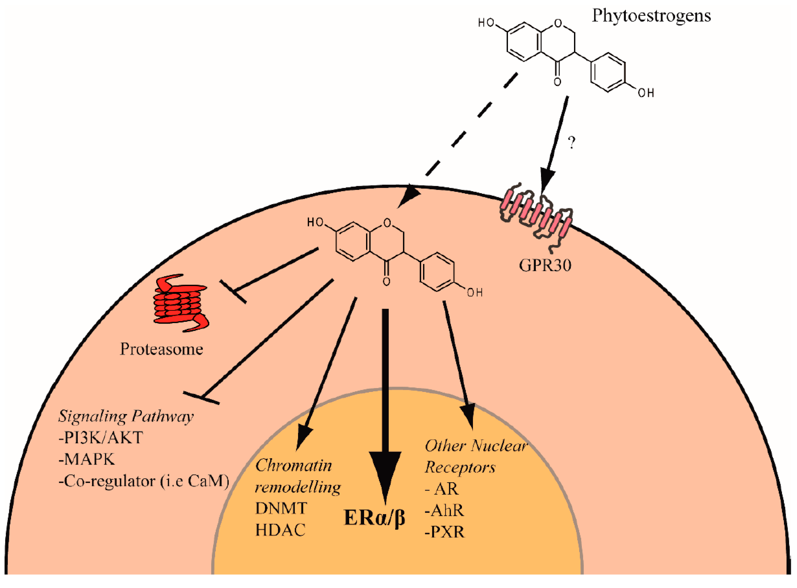 IJMS  Free FullText  Phytochemicals Targeting Estrogen Receptors