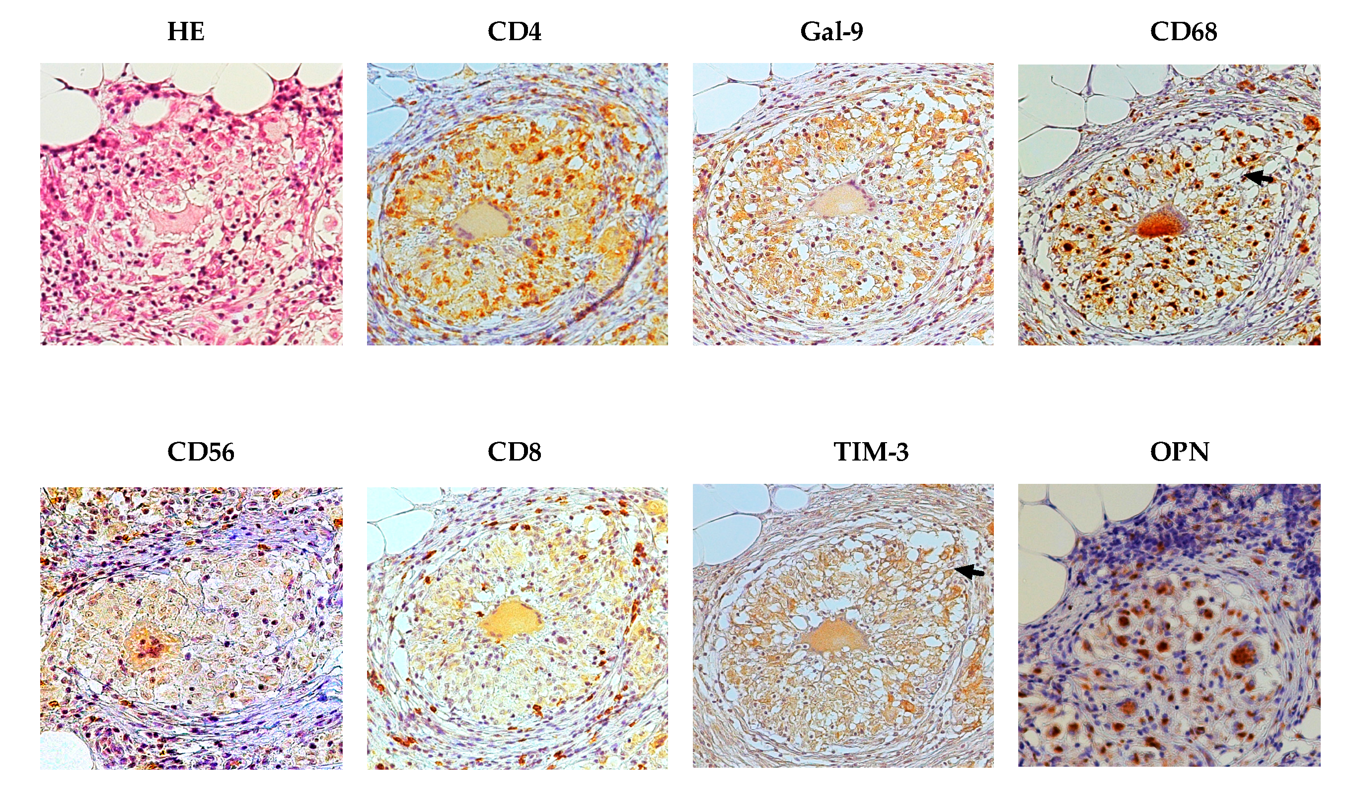 Ijms 18 01382 g002 550