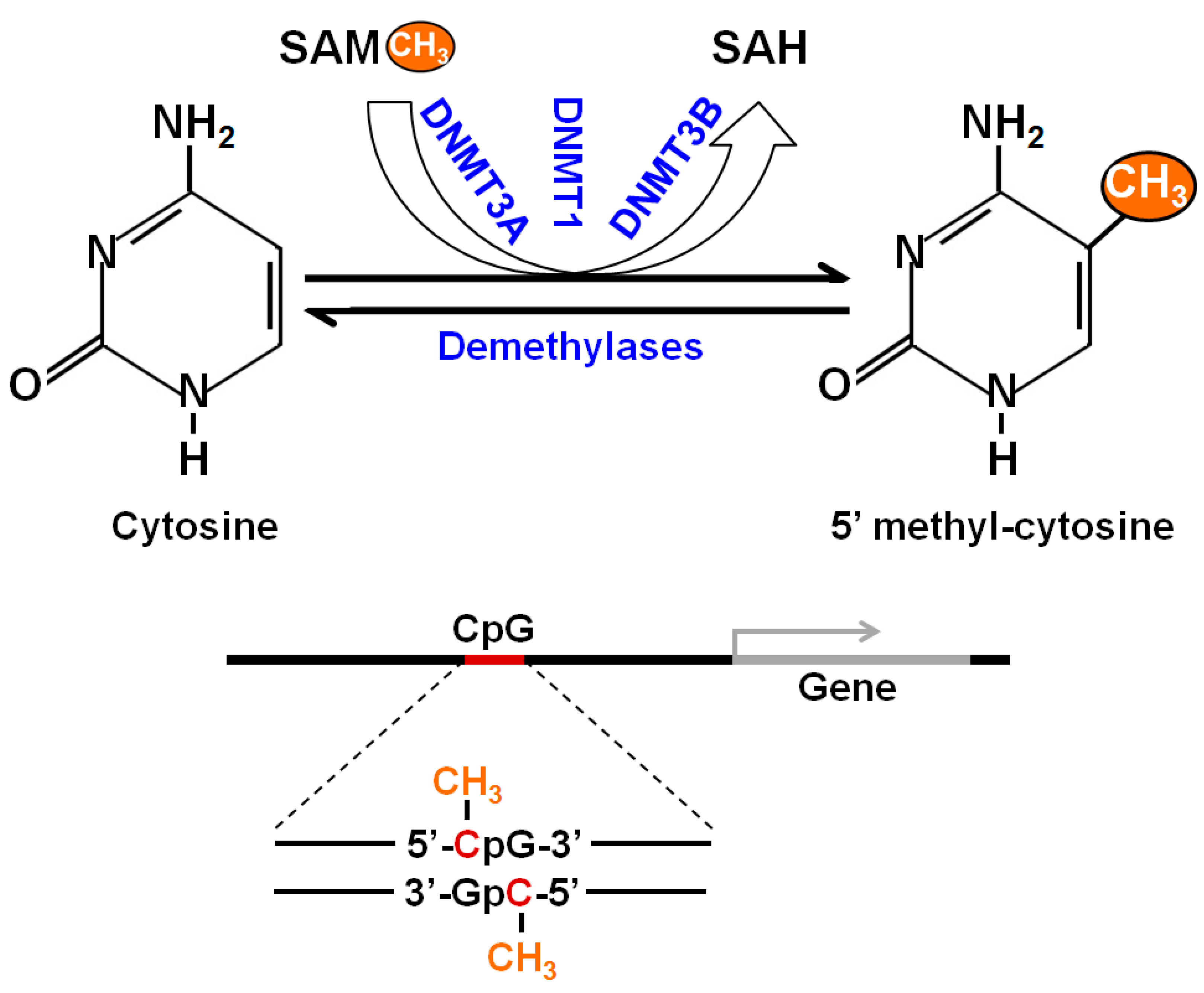 Ijms 18 01386 g001 550