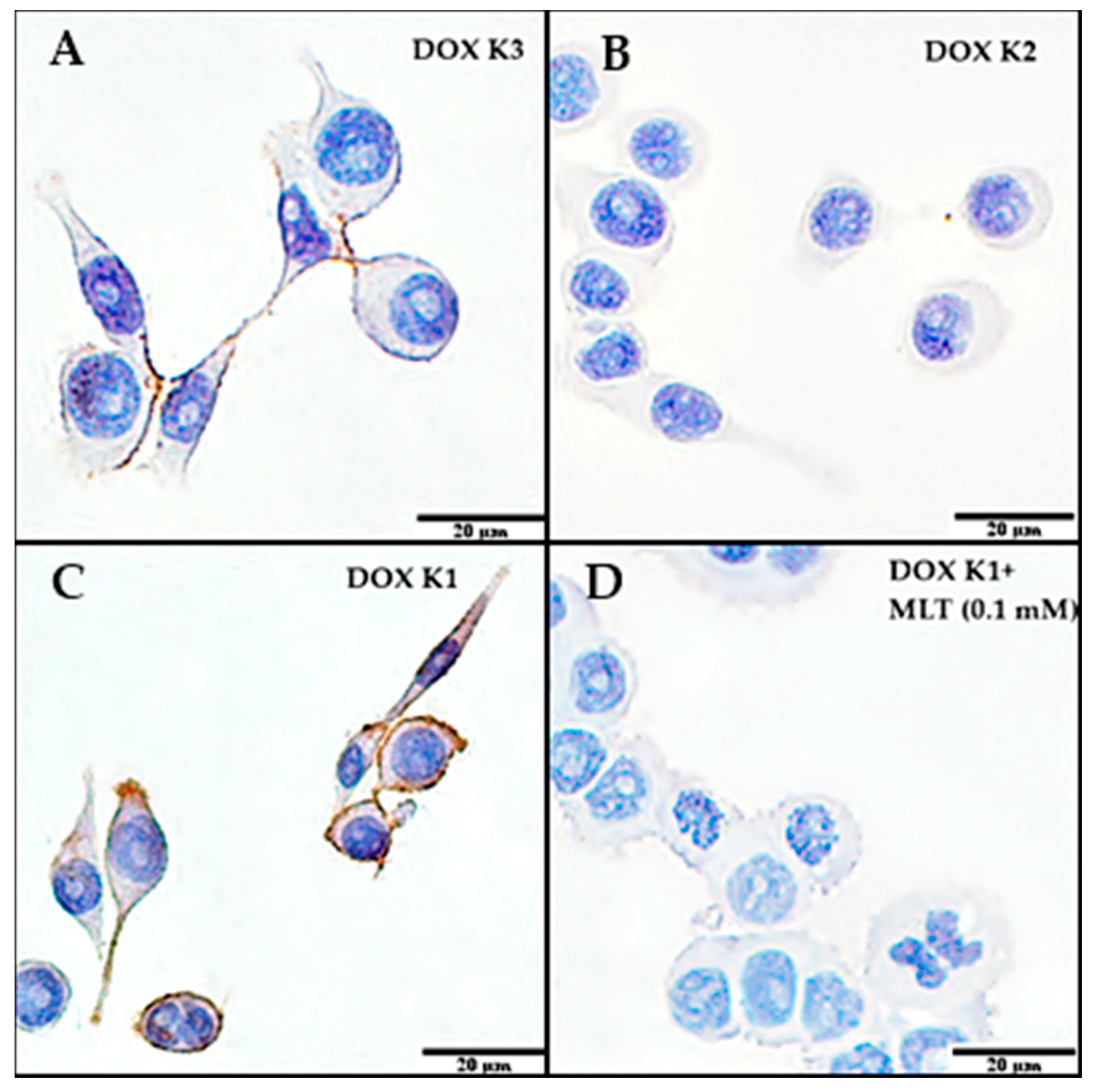 Ijms 18 01396 g004 550