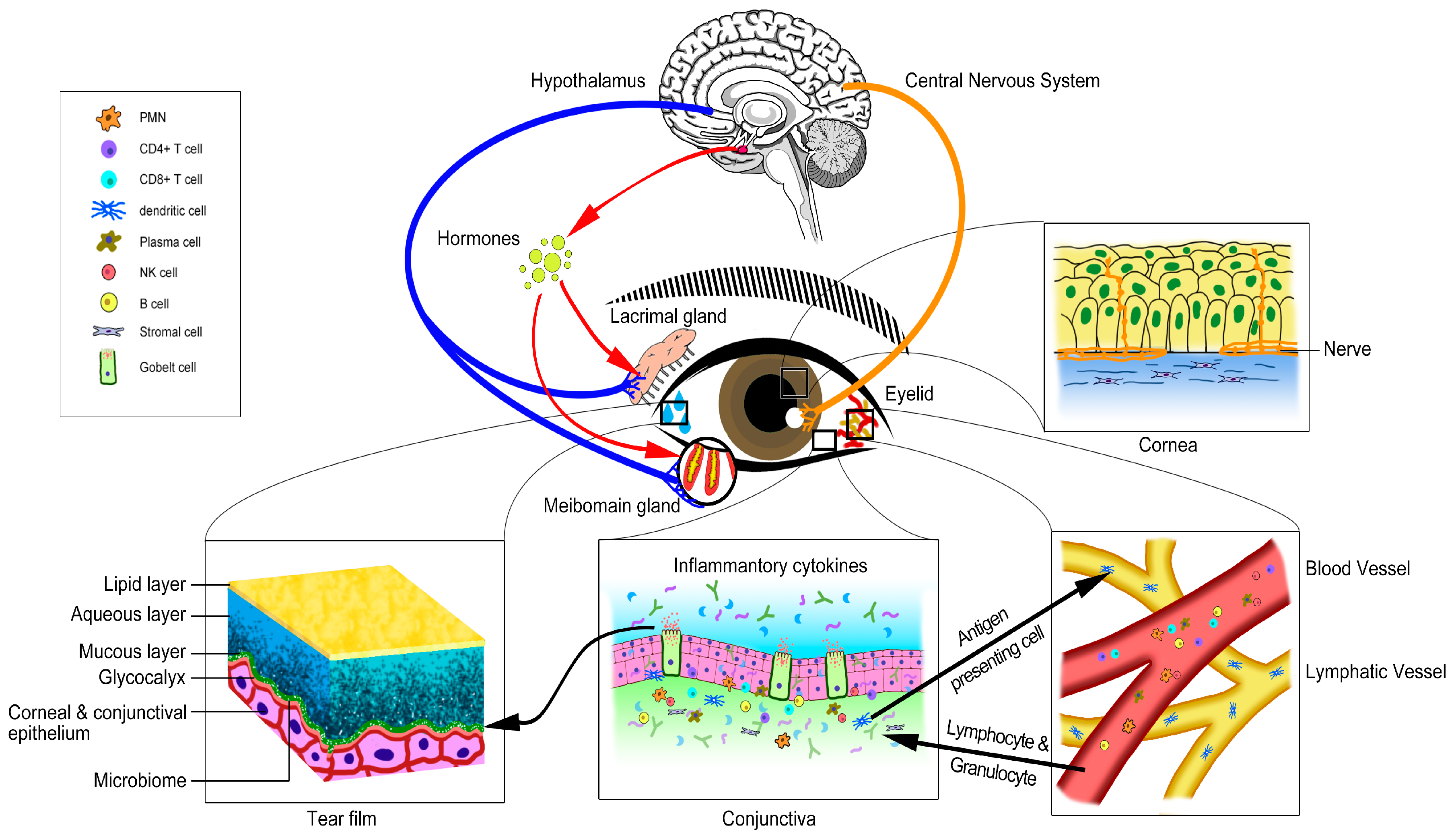 Ijms Free Full Text Dry Eye Management Targeting The Ocular Surface Microenvironment Html