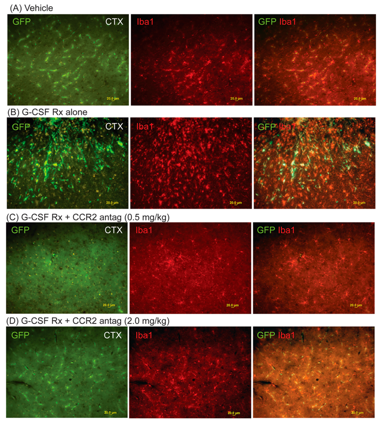 Ijms 18 01418 g001 550