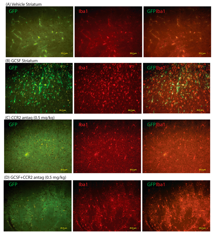 Ijms 18 01418 g002 550