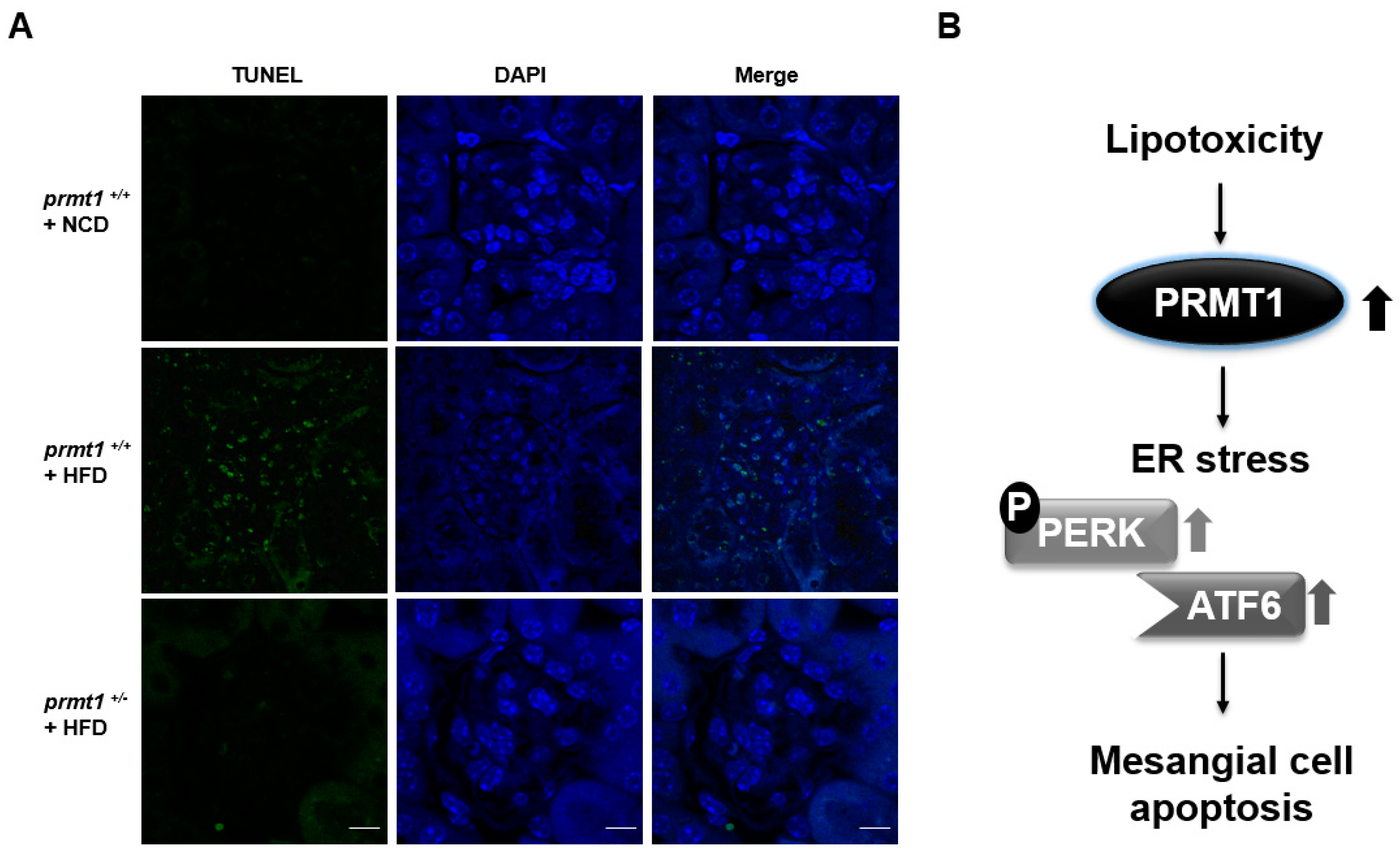 Ijms 18 01421 g004 550