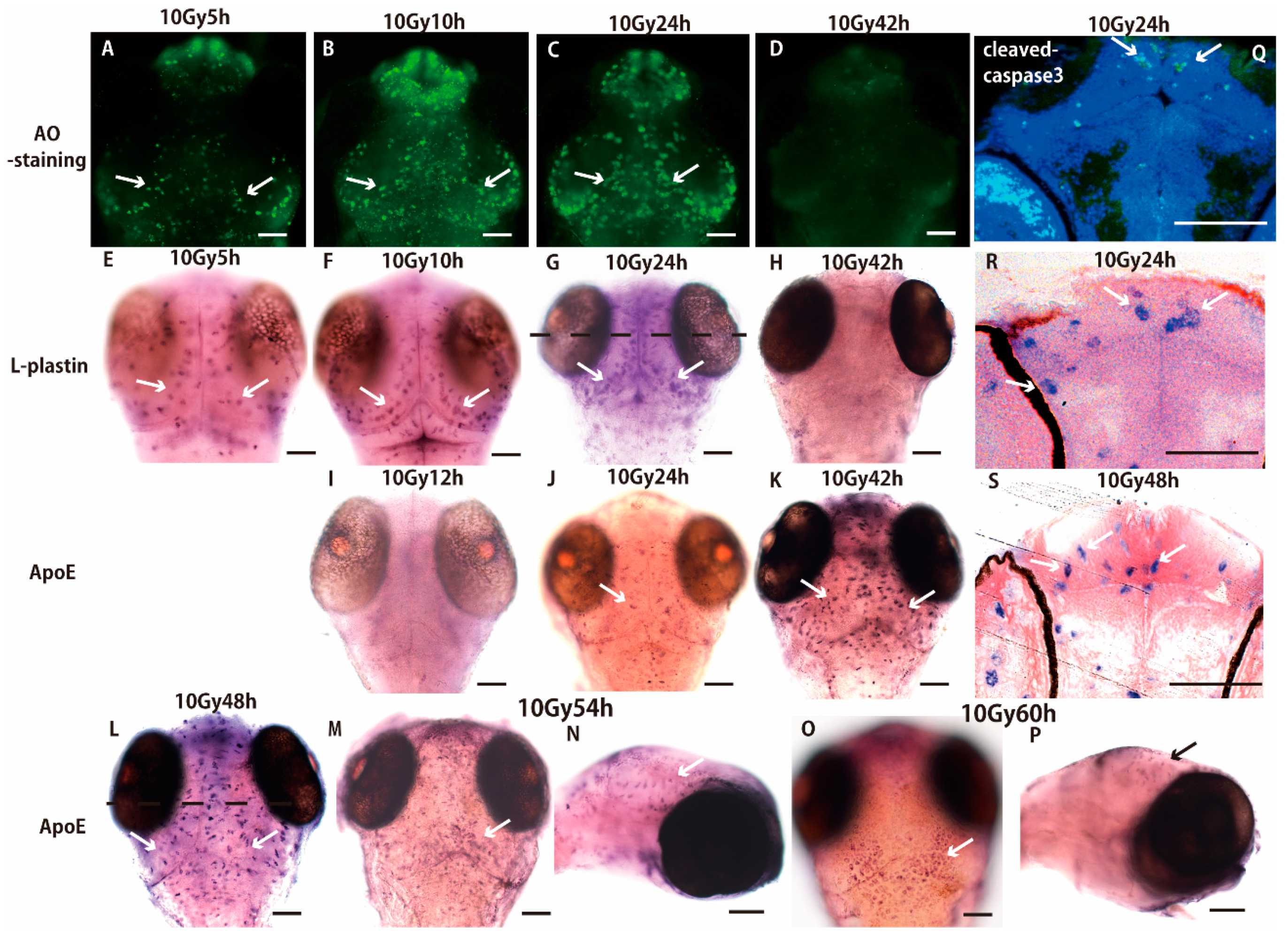 Ijms 18 01428 g001 550