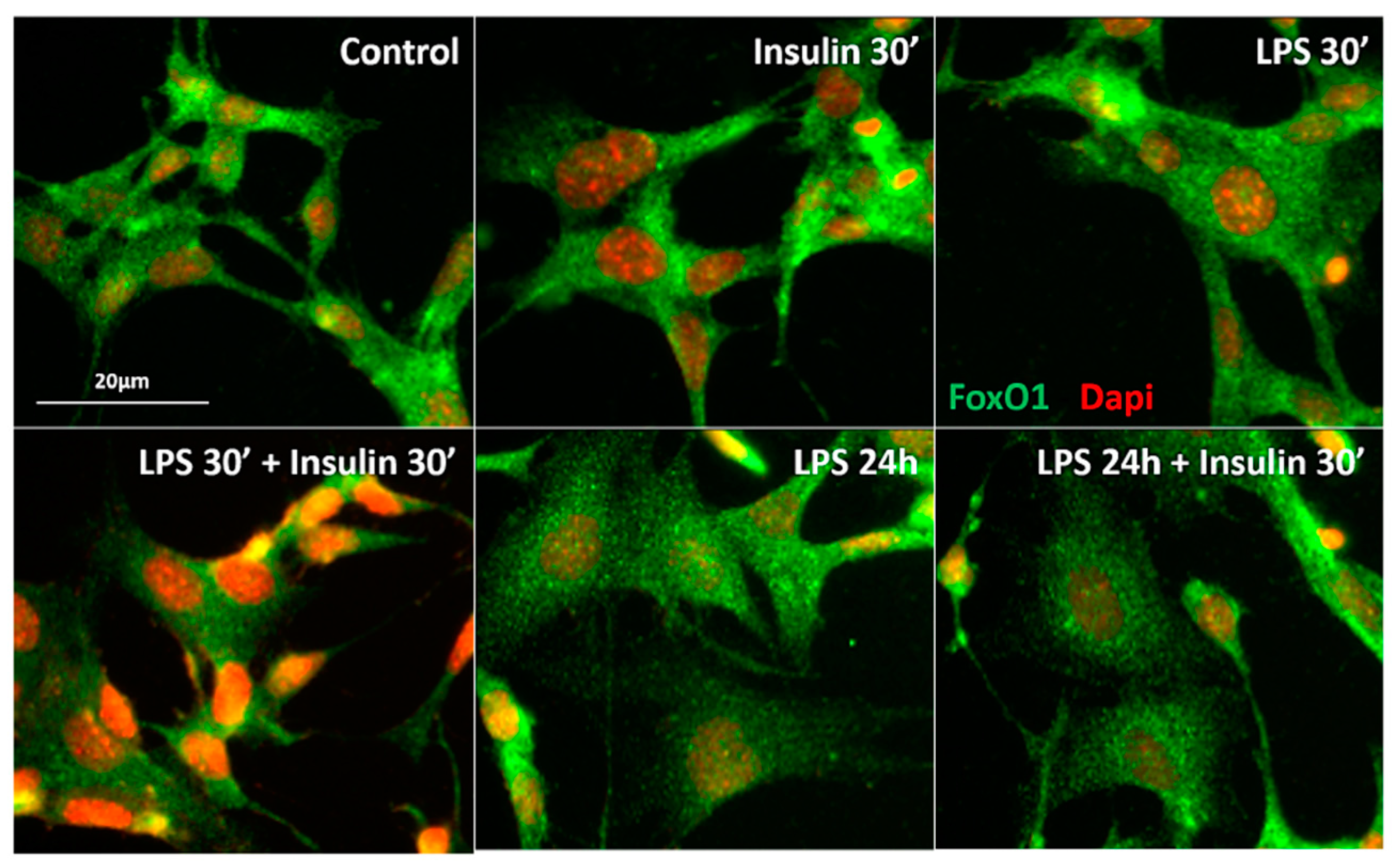 Ijms 18 01431 g005 550