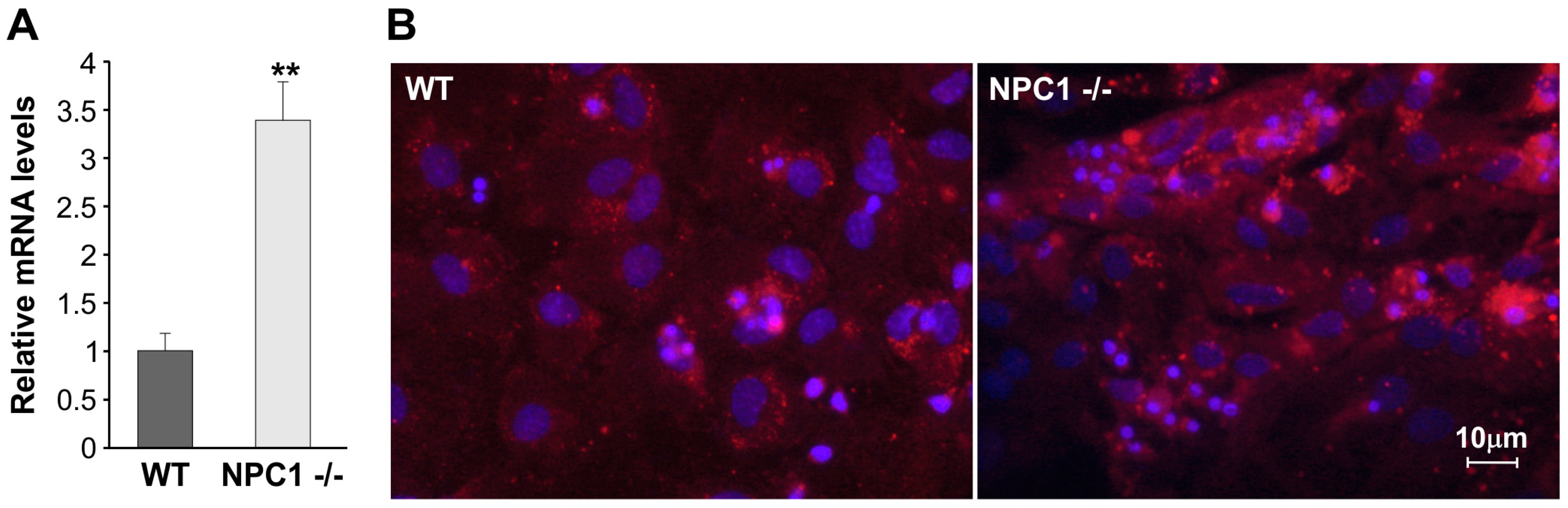 Ijms 18 01442 g004 550