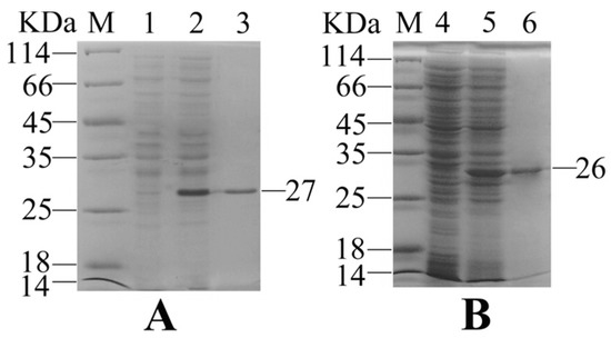 The Immune Adjuvant Effects of Flounder (Paralichthys