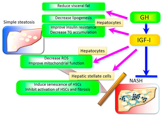 The Role of Growth Hormone and Insulin-Like Growth Factor-I in the Liver