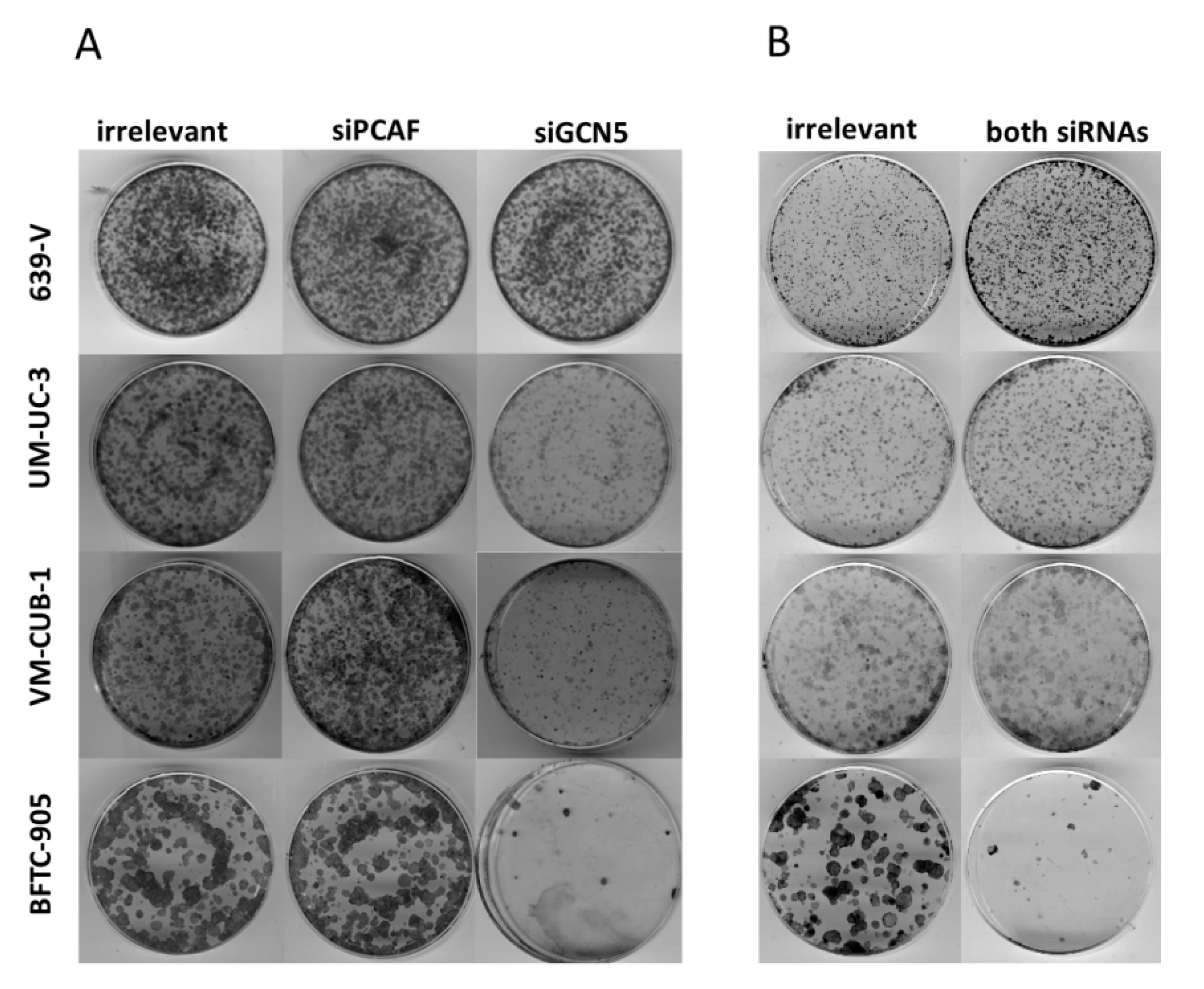 Ijms 18 01449 g005 550