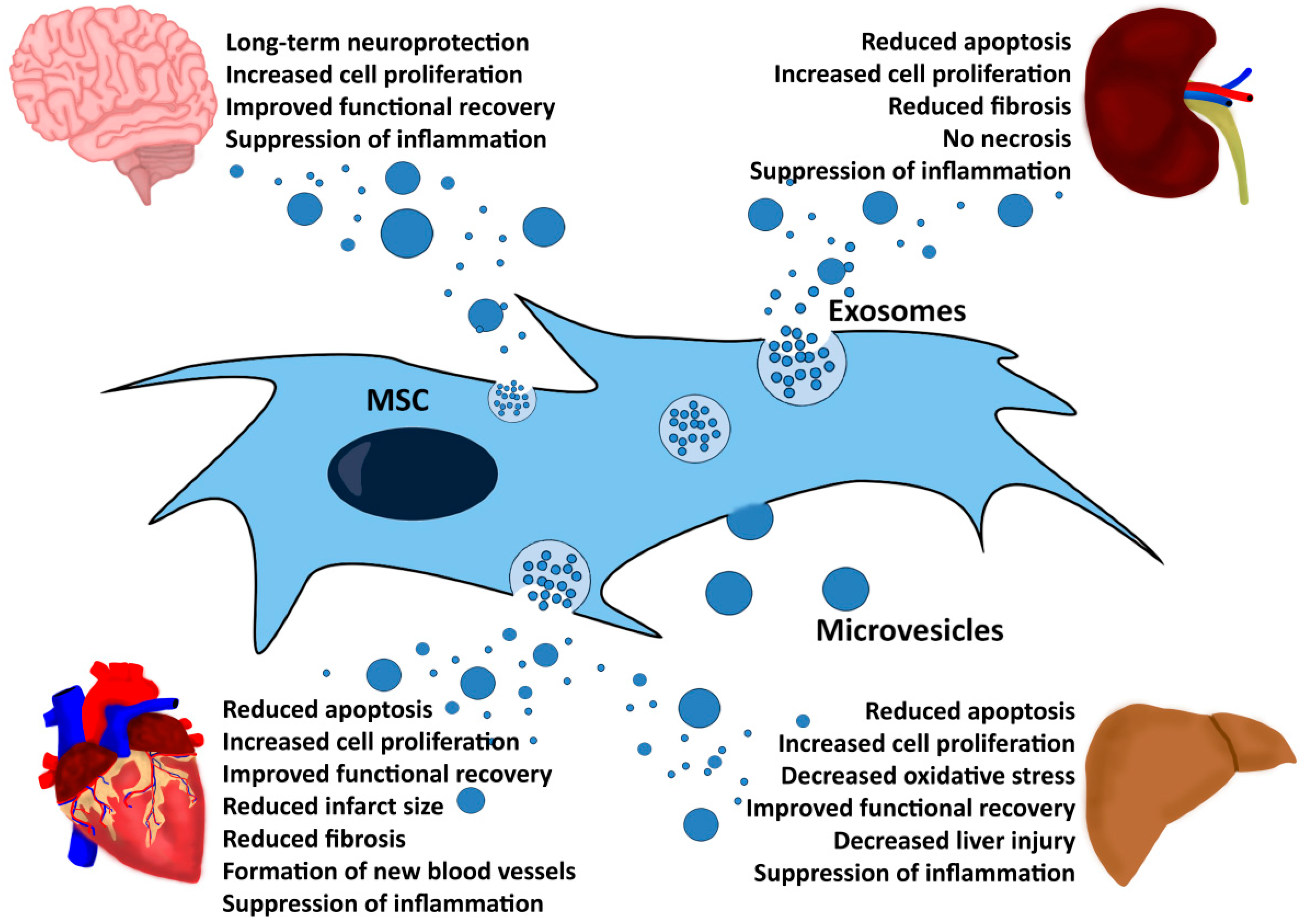 Mesenchymal stromal/stem cell-derived extracellular vesicles in tissue  repair: challenges and opportunities. - Abstract - Europe PMC