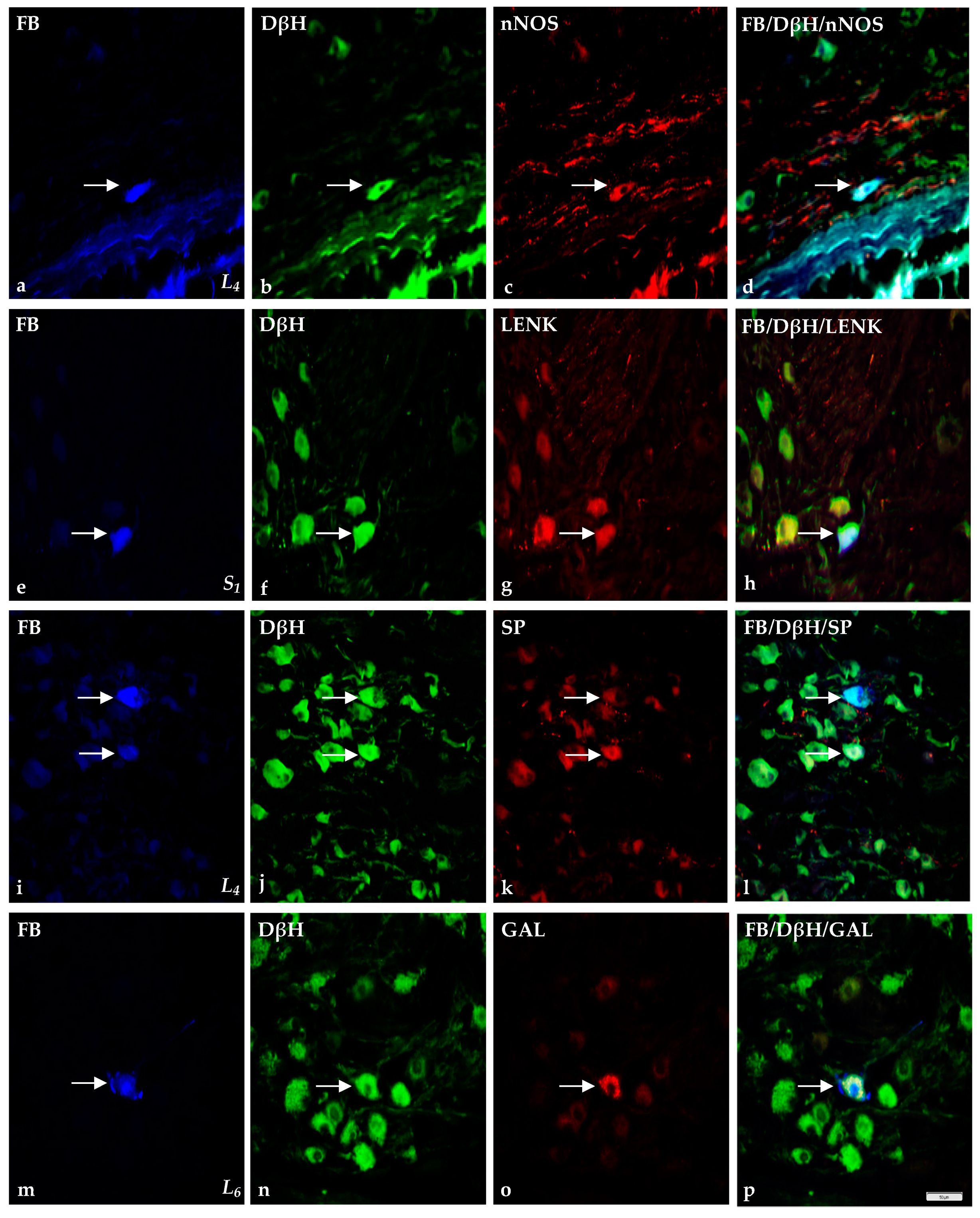 Ijms 18 01463 g006 550
