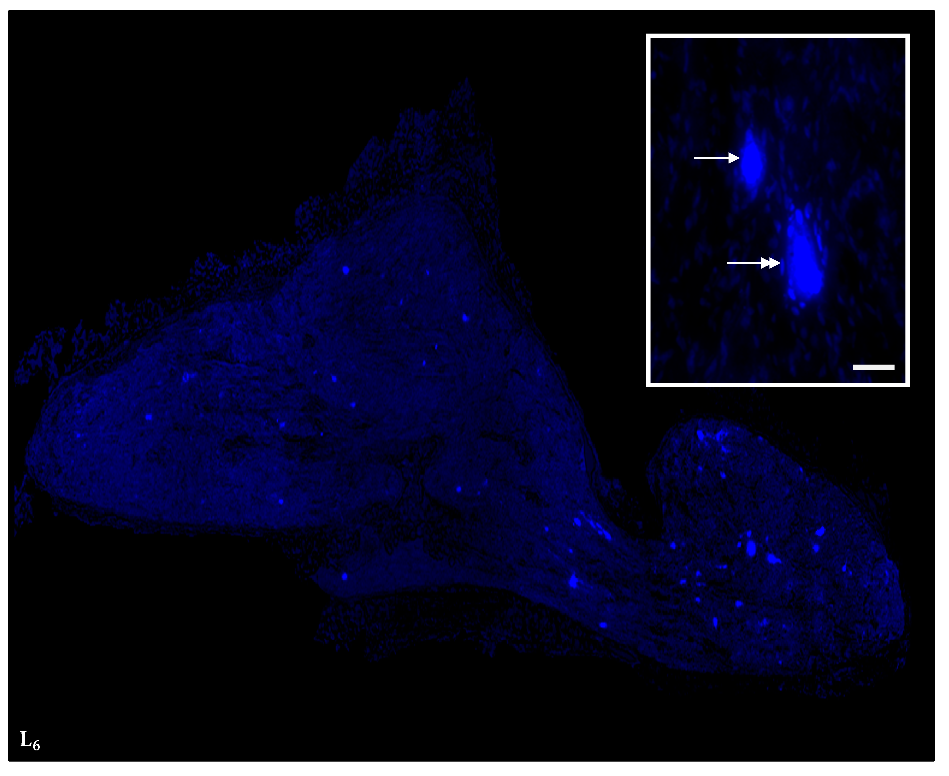 Ijms 18 01463 g008 550