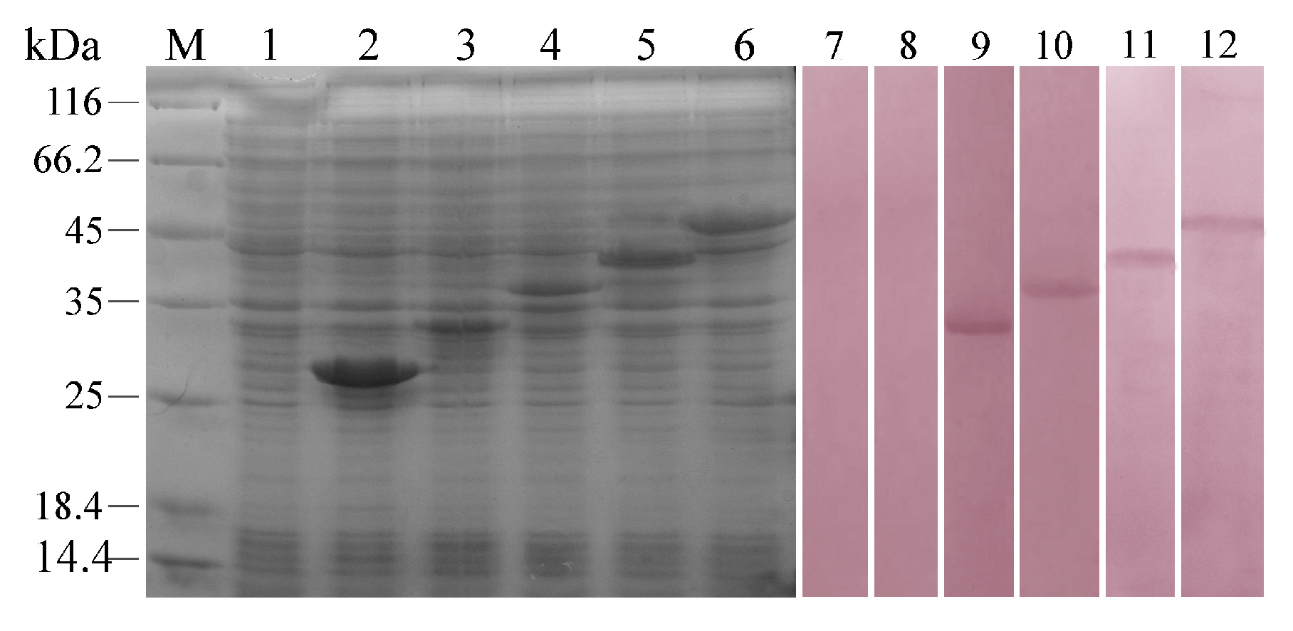 Ijms 18 01465 g001 550