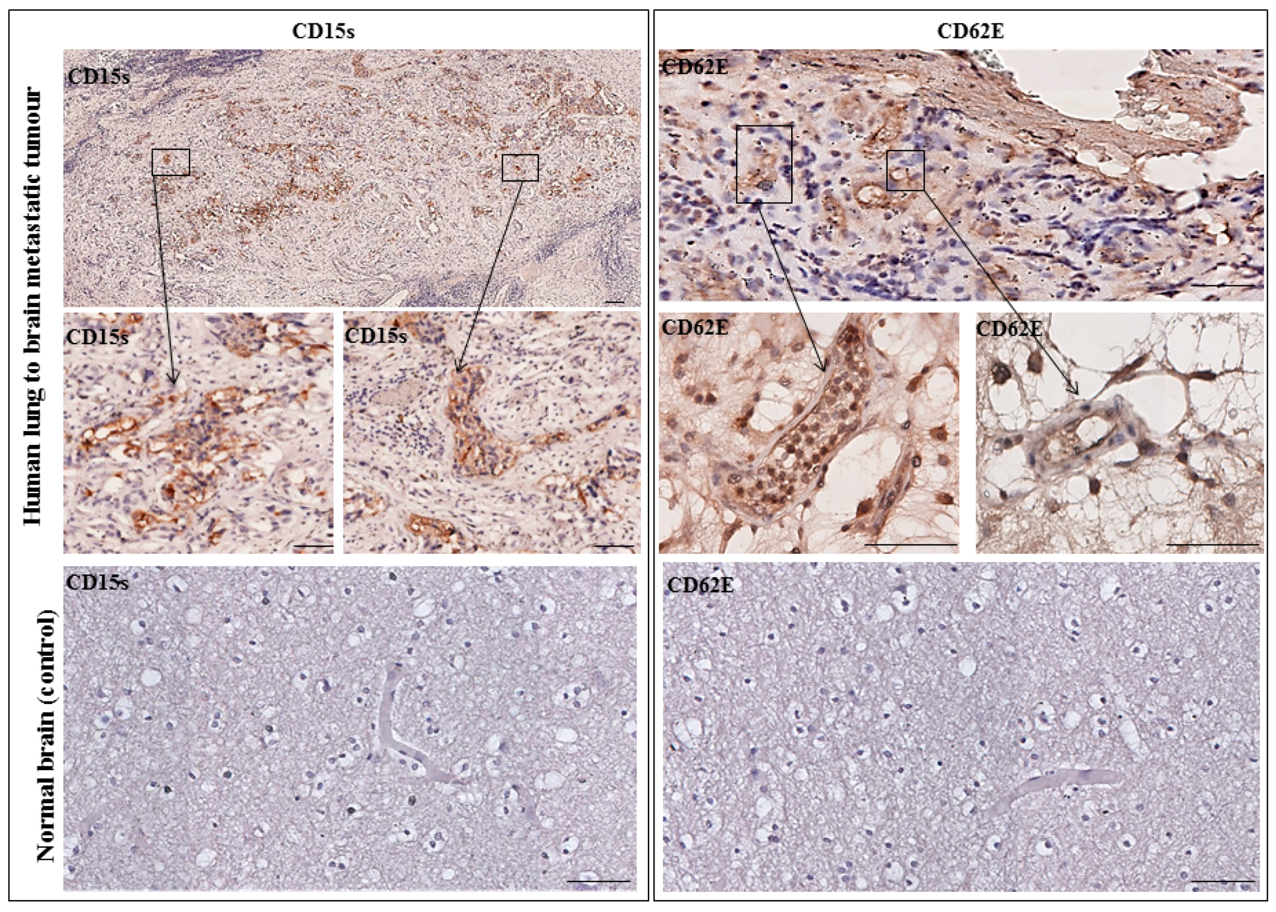 Ijms 18 01474 g006 550