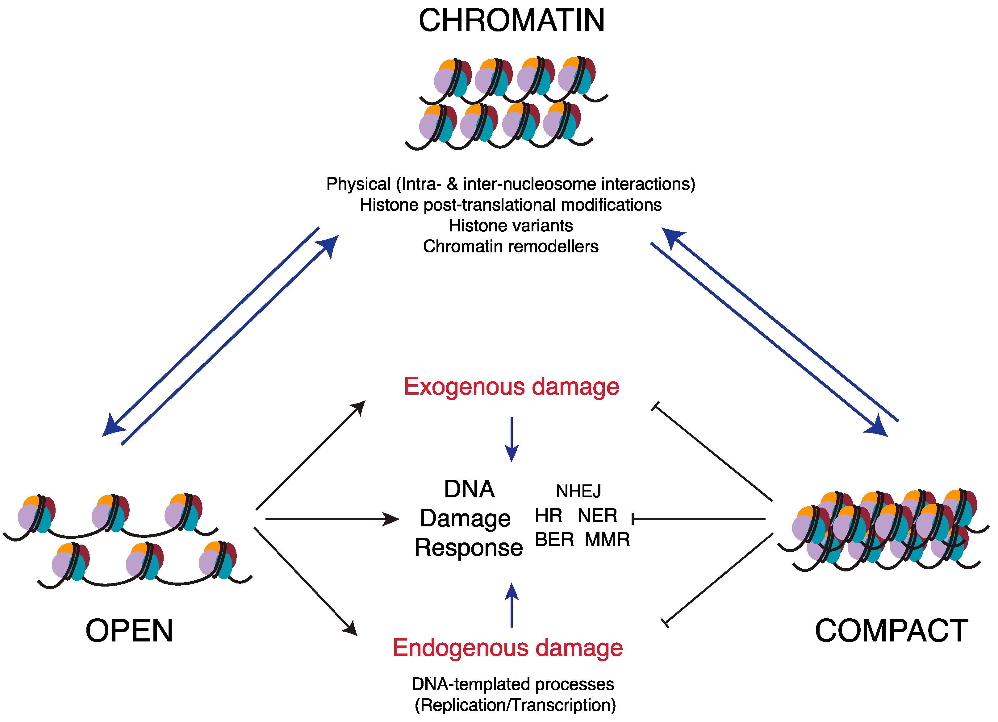 Chromatin Dynamics in Genome Stability: Roles ... Biology Diagrams