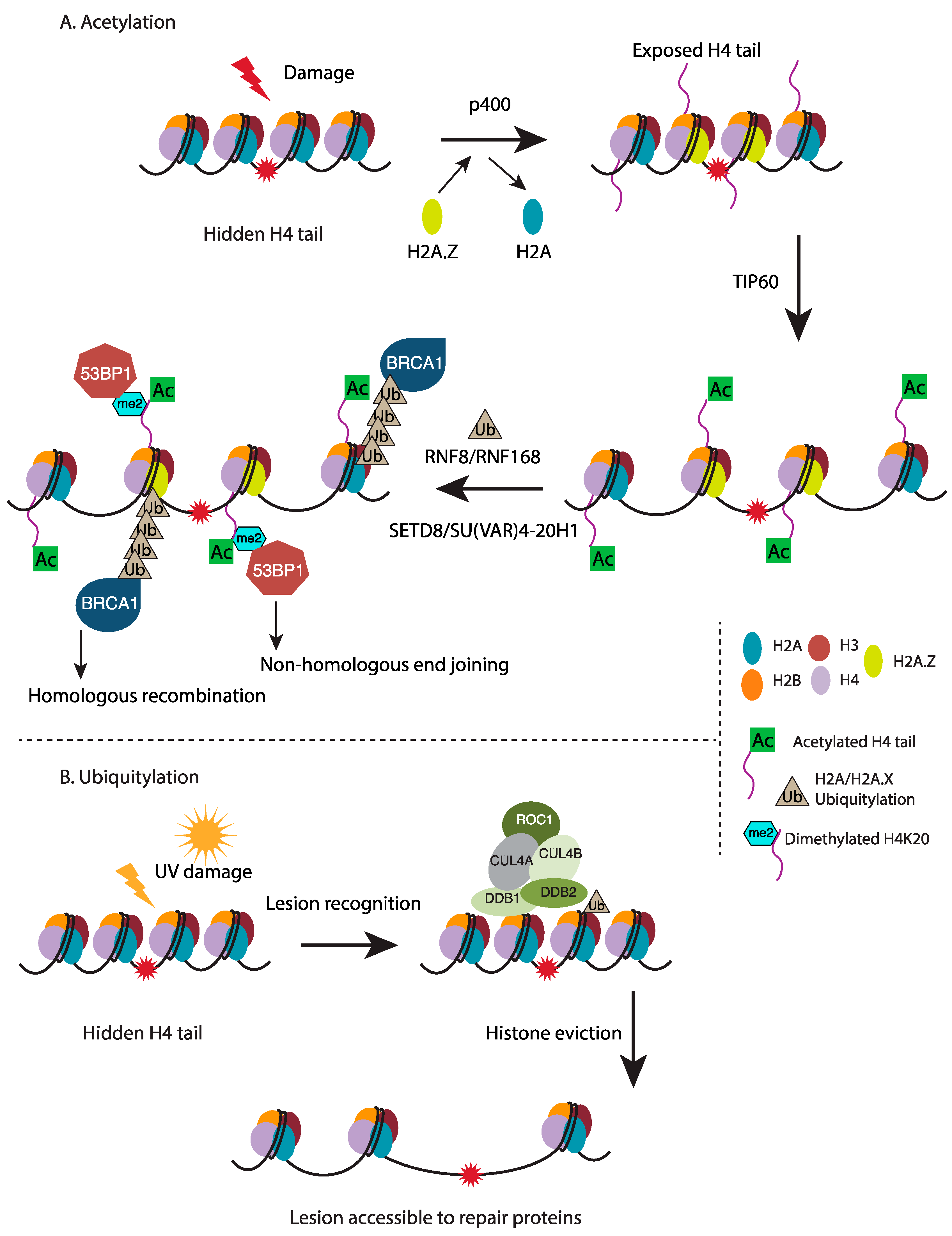 Chromatin Dynamics in Genome Stability: Roles ... Biology Diagrams