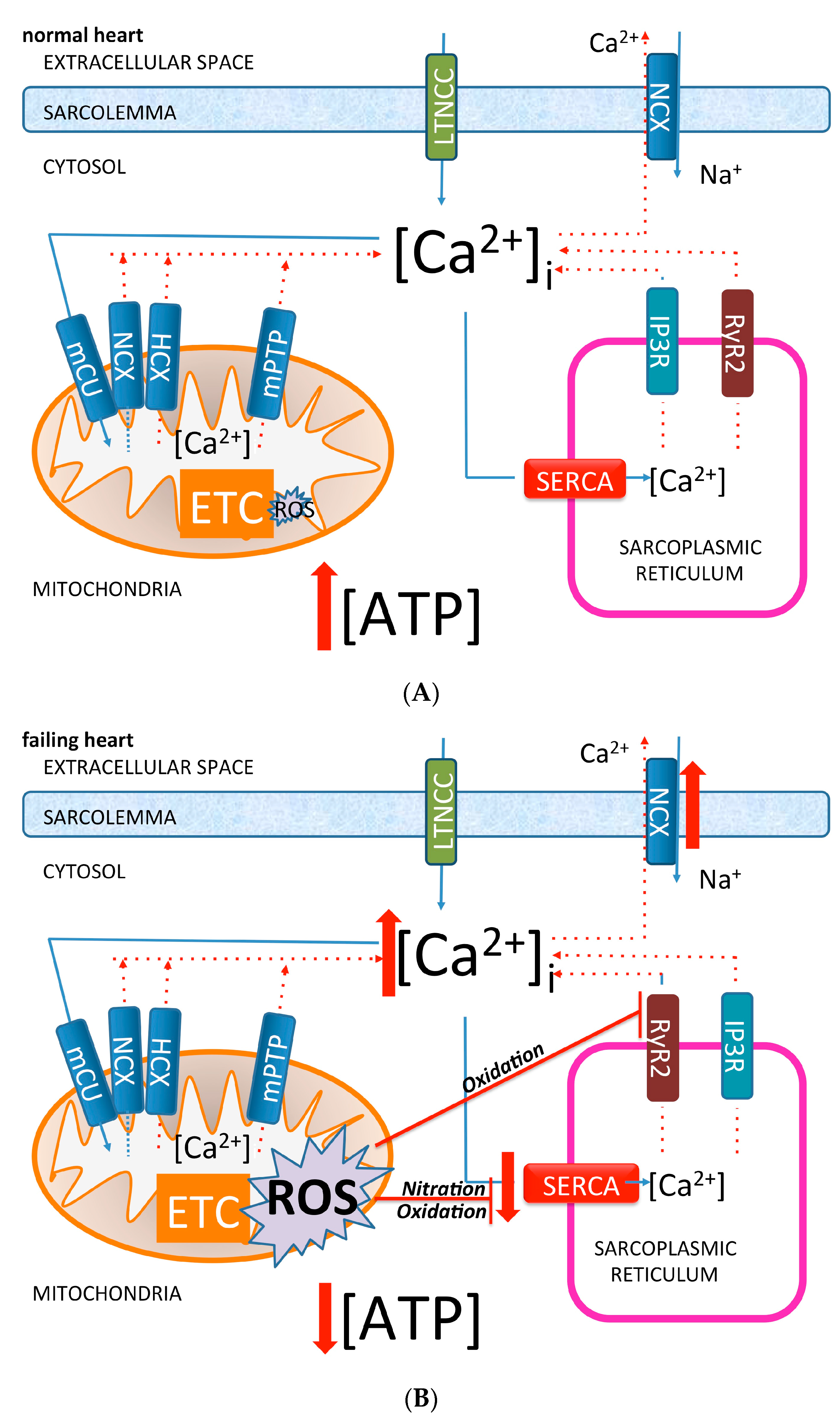 Ijms 18 01487 g001 550