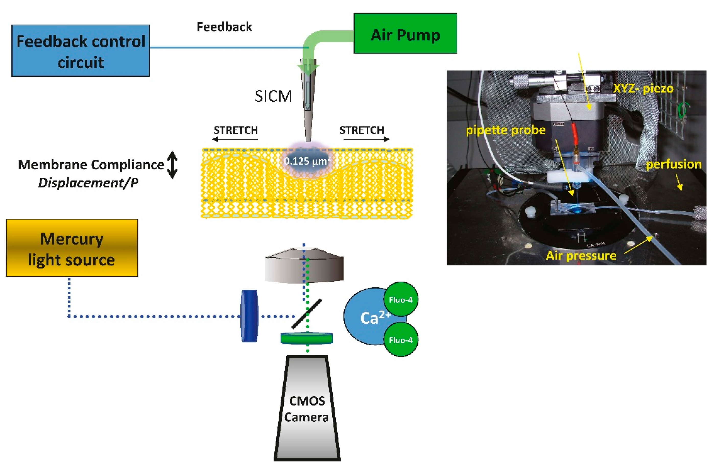 Ijms 18 01487 g002 550
